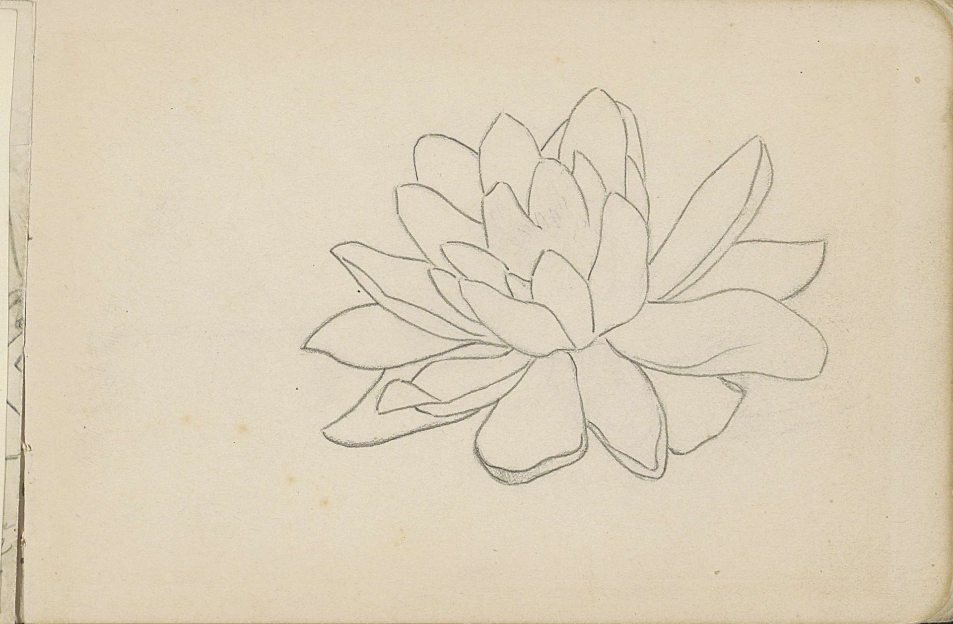 Bloem, mogelijk een waterlelie by Julie de Graag