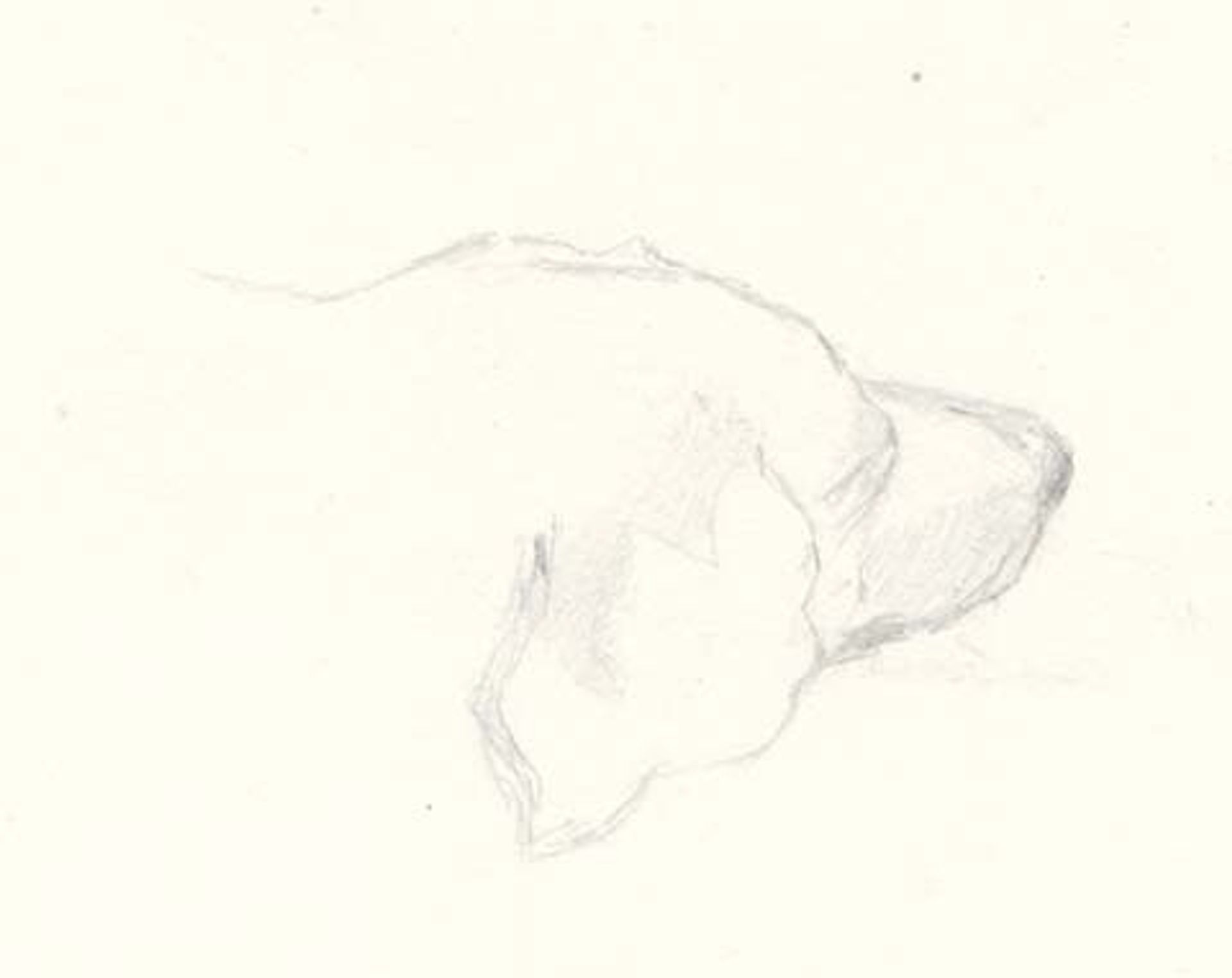 Head of a dog by Nicholas Roerich