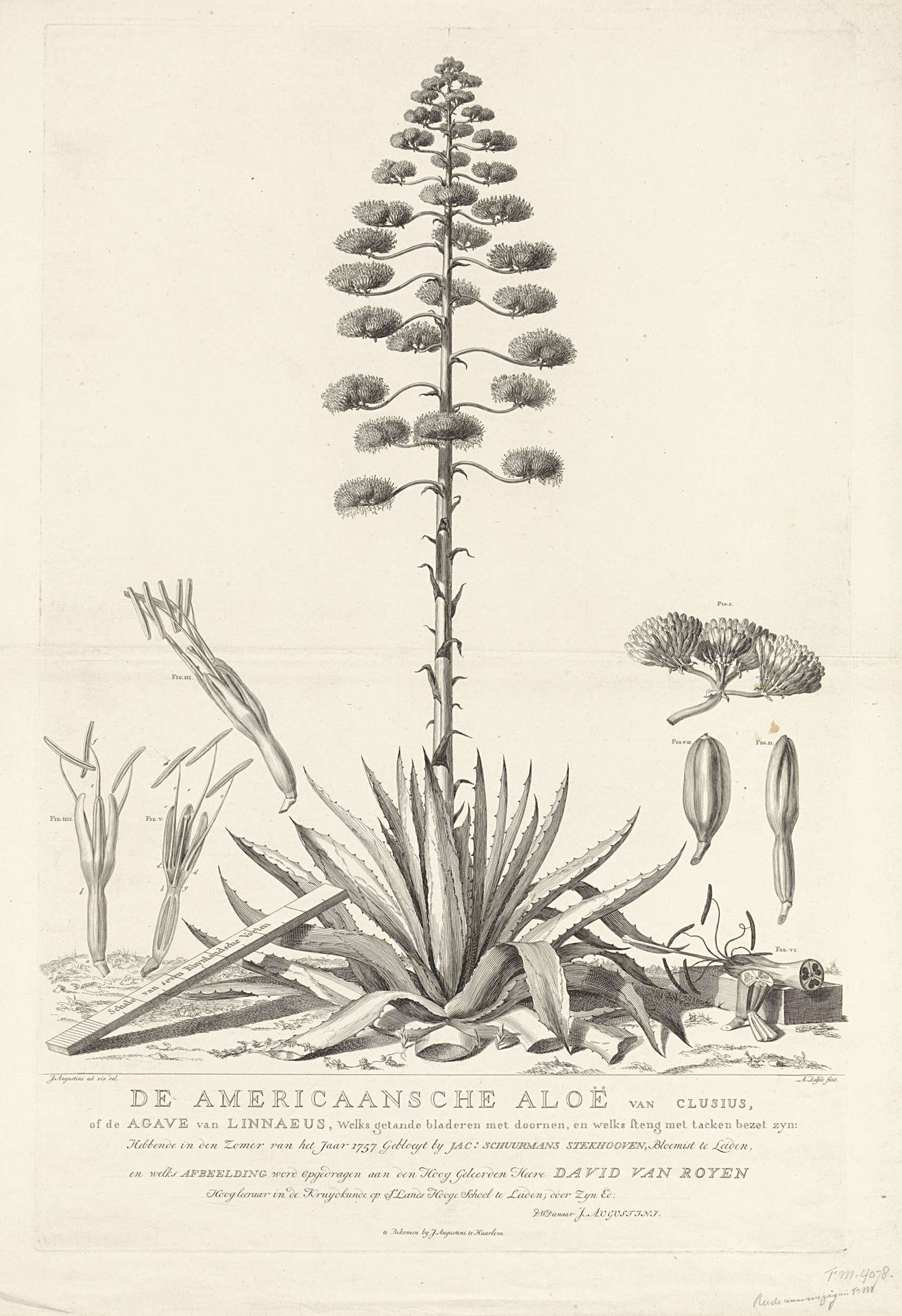 Botanische tekening van bloeiende Aloë of Agave plant by Abraham Delfos