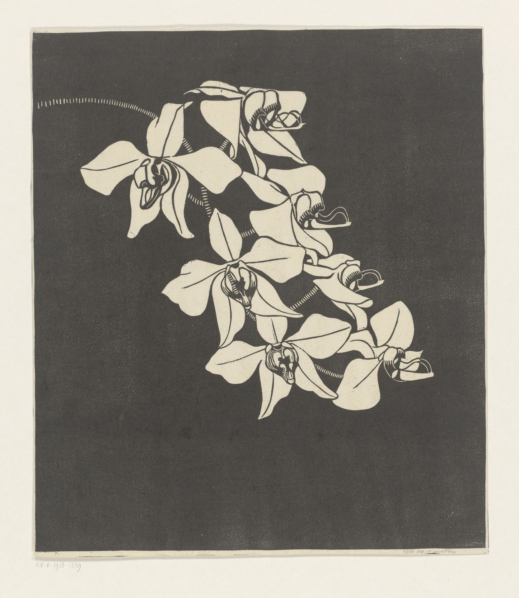 Orchideeën by Samuel Jessurun de Mesquita