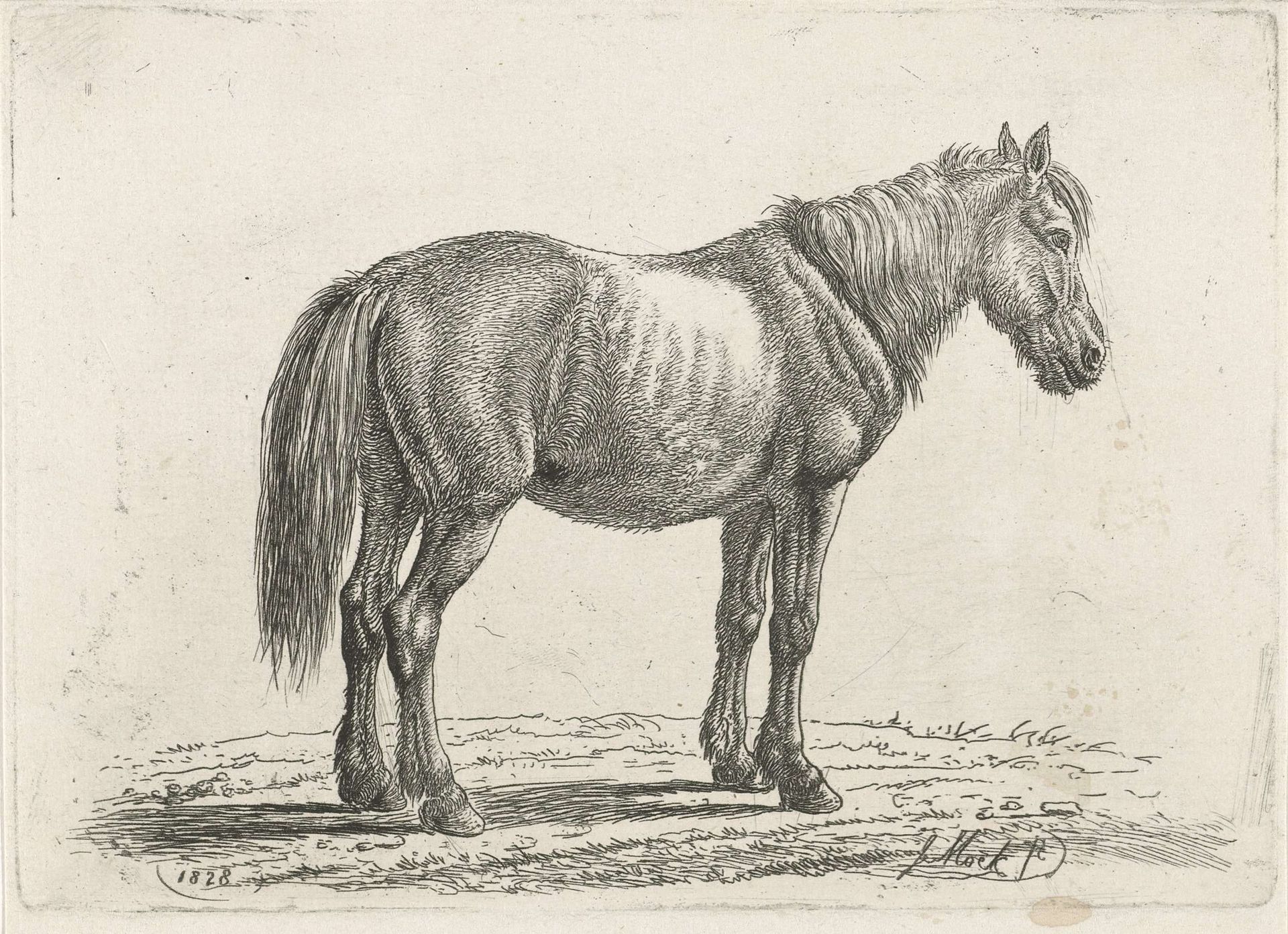 Staand paard naar rechts by Johannes Mock