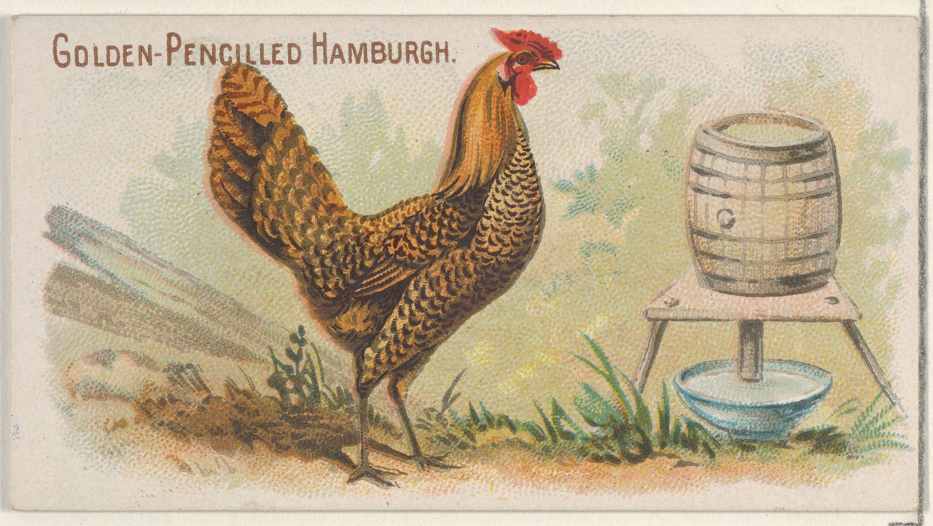 Golden-Pencilled Hamburgh, from the Prize and Game Chickens series (N20) for Allen & Ginter Cigarettes by Allen & Ginter