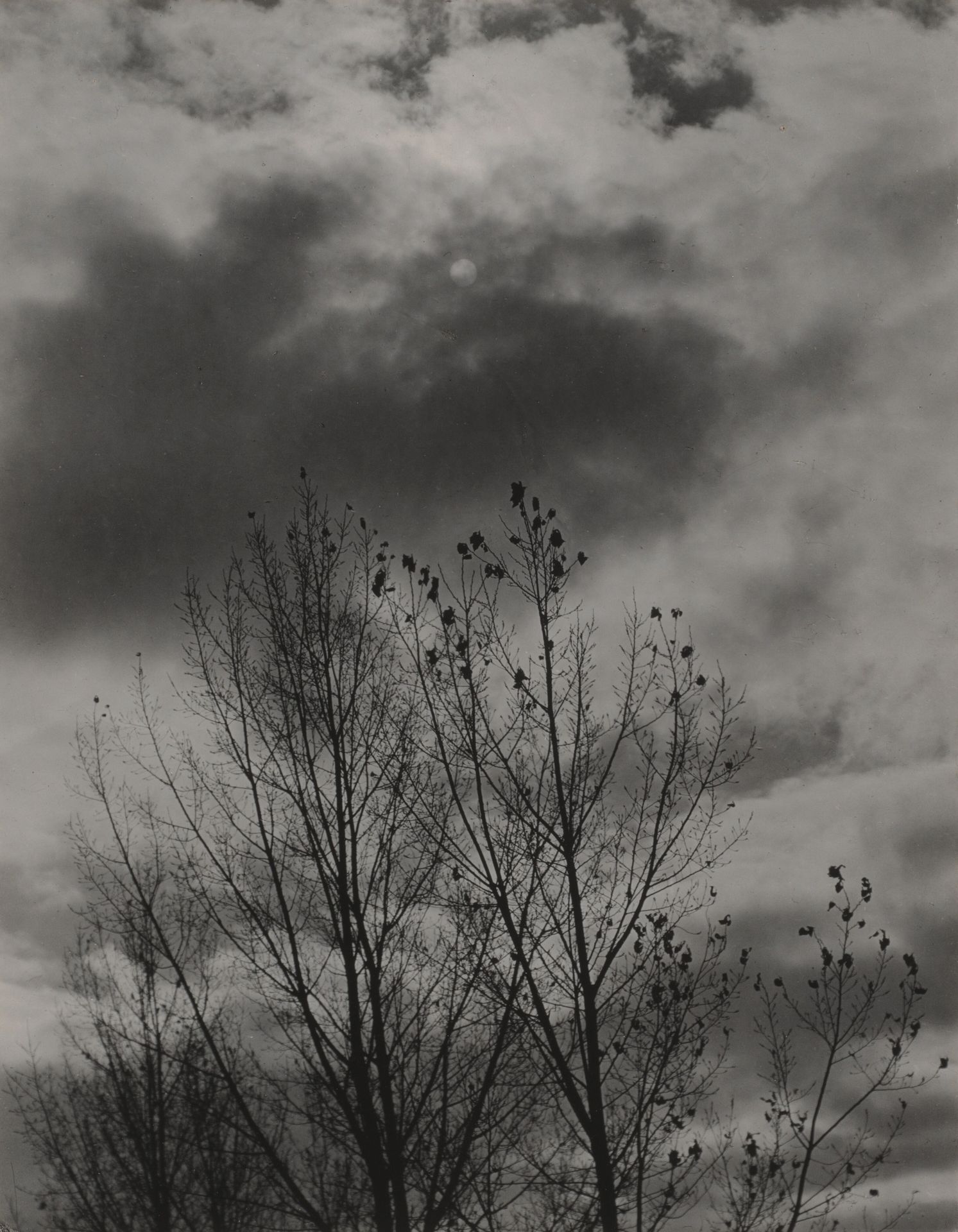 Trees by Alfred Stieglitz