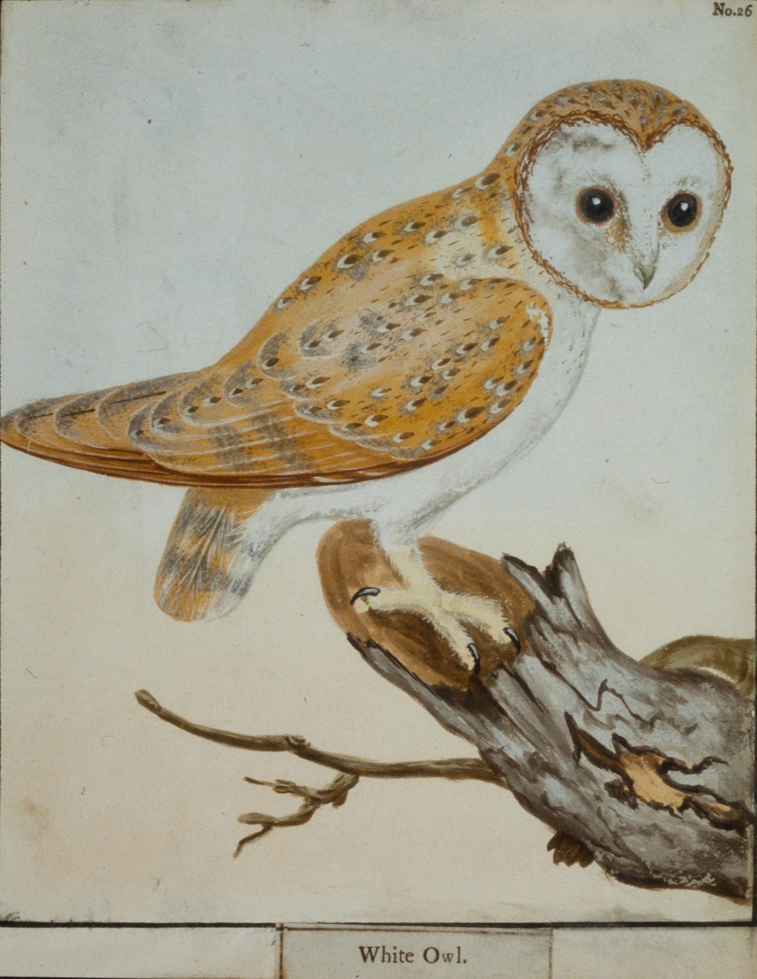 White Owl by William Lewin