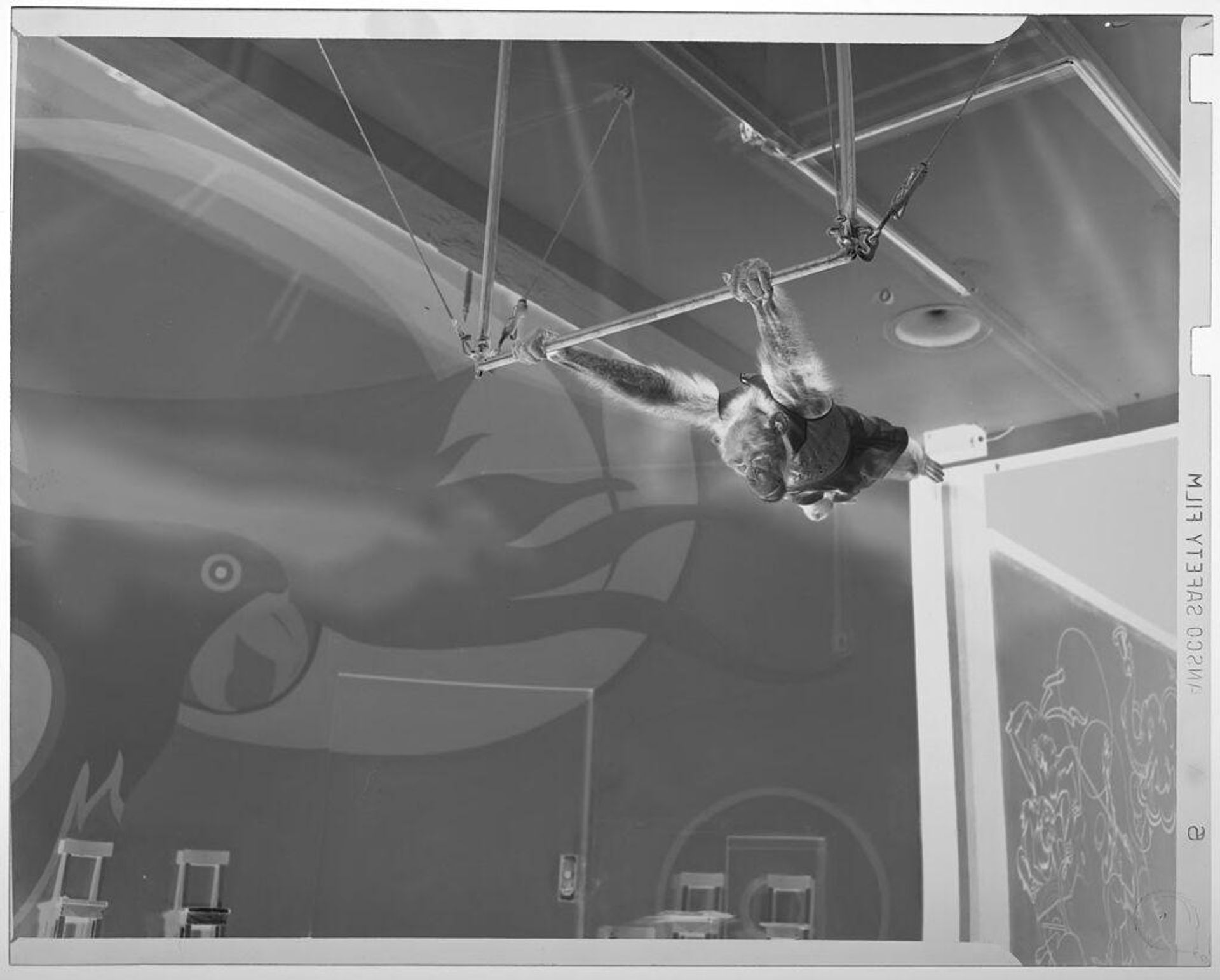 Untitled (chimp swinging from gymnastics bar) by Jack Gould