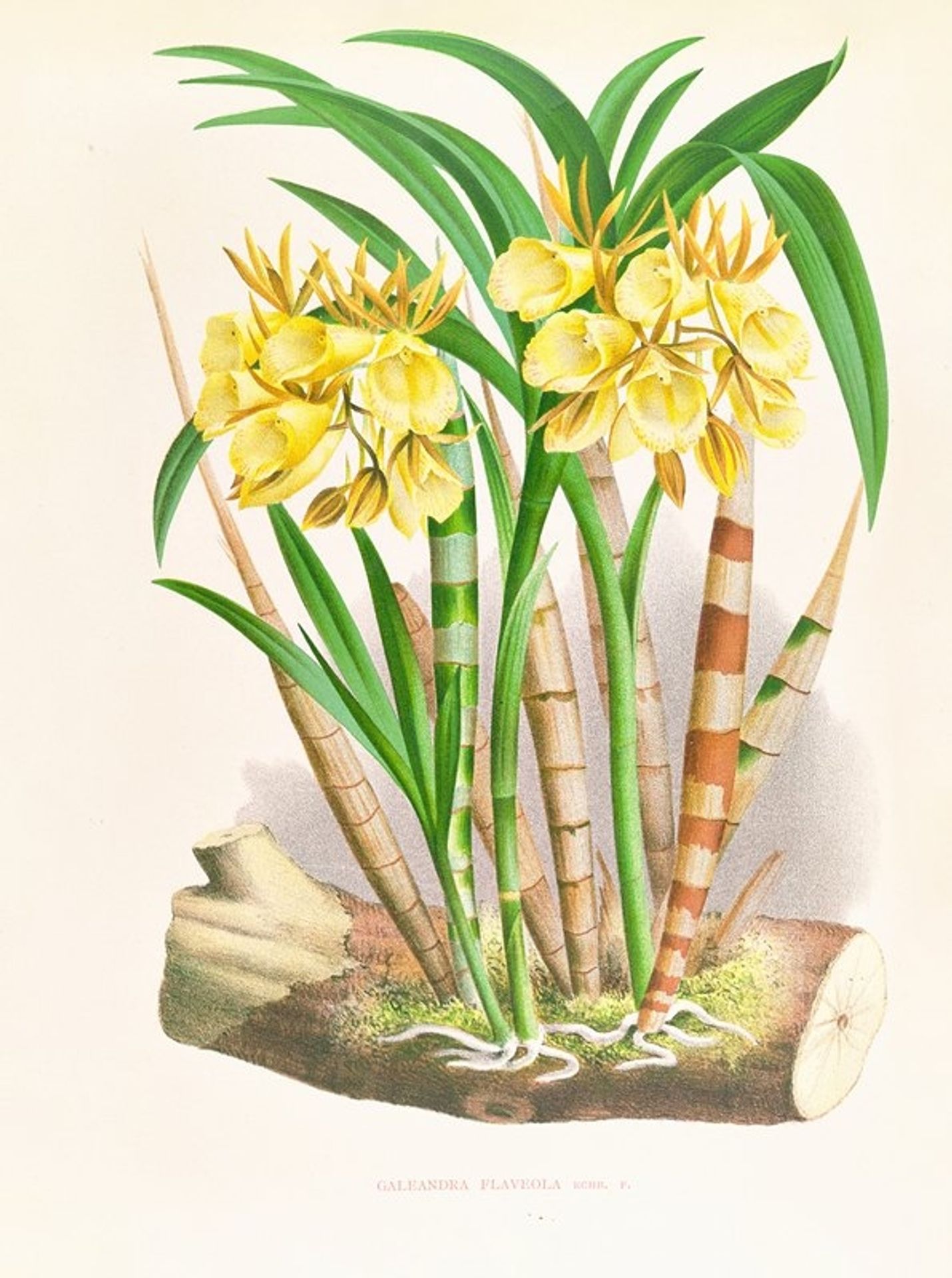 Galeandra flaveola by Jean Jules Linden