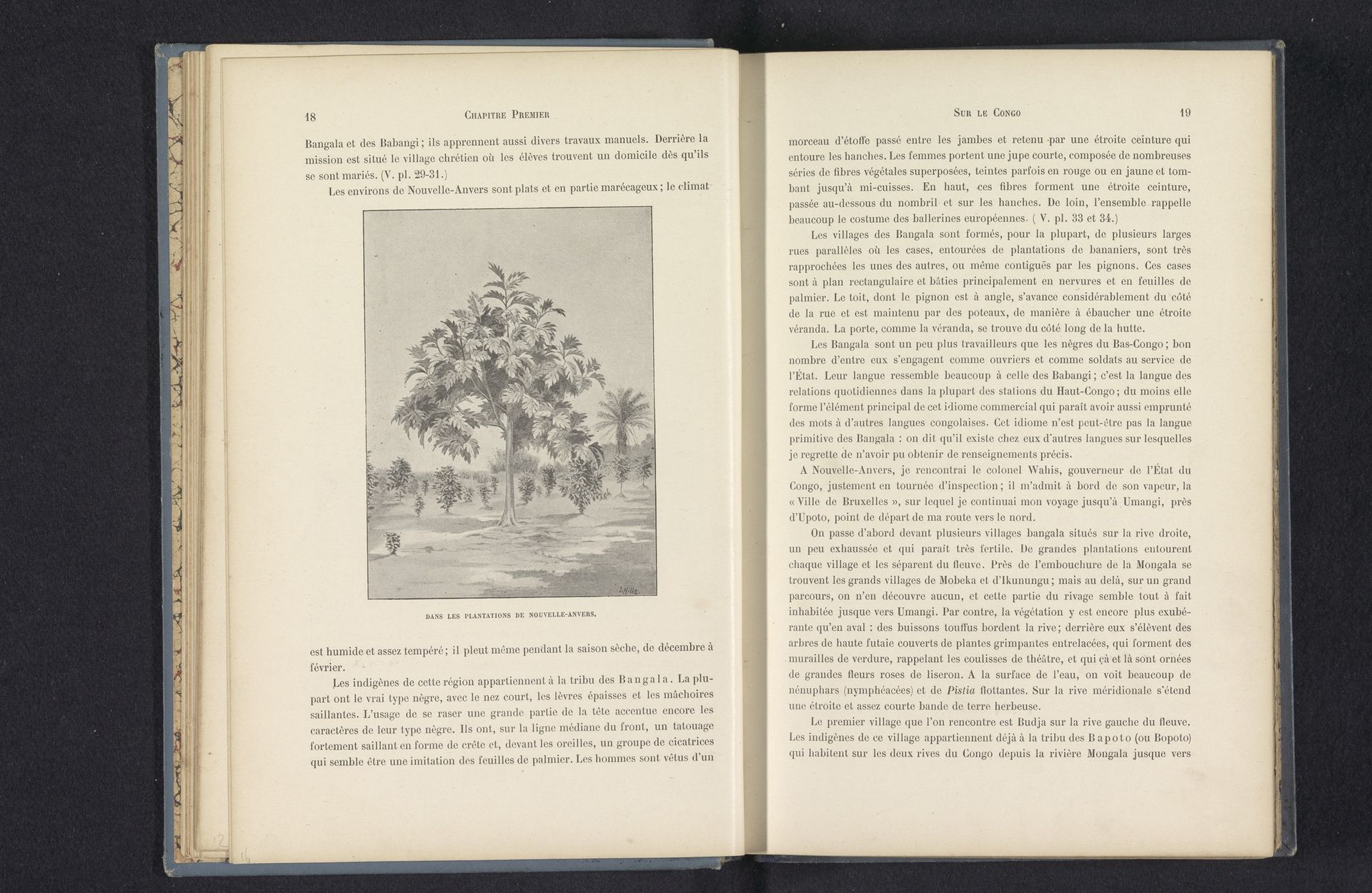 Fotoreproductie van een tekening, voorstellende bomen op een plantage te Nieuw-Antwerpen by Anonymous