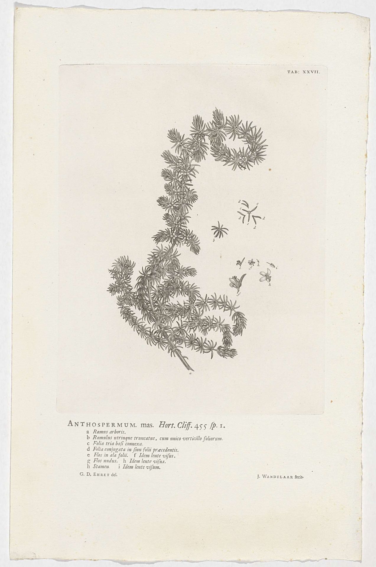 Anthospermum aethiopicum by Jan Wandelaar