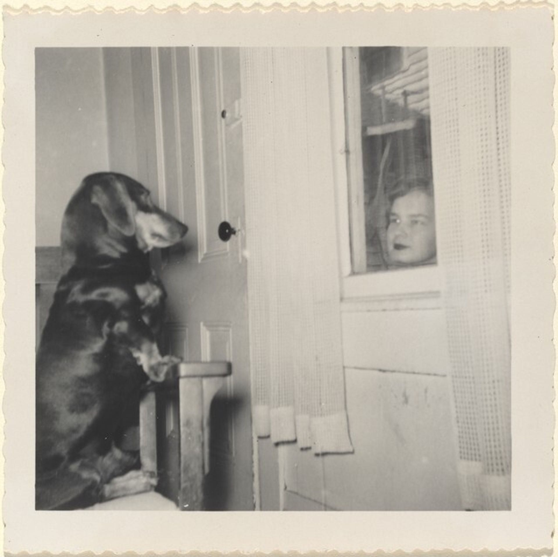 Untitled (Woman and dog staring at each other through window) by Anonymous