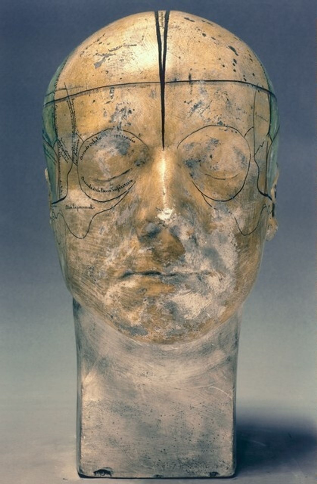 Gall's Bust IV, A Study in Winter by Fiona Pardington