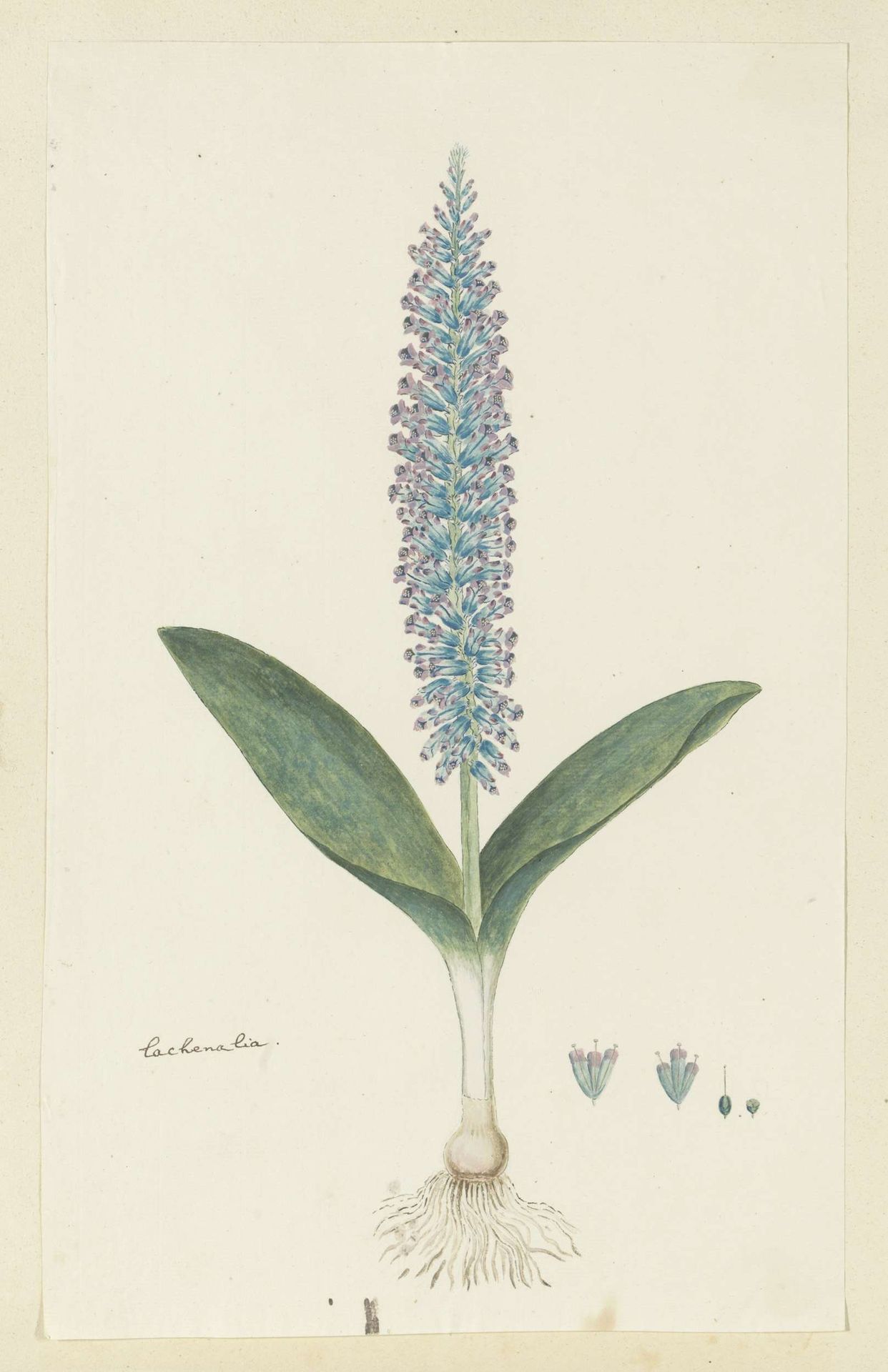 Lachenalia mediana Jacq. by Robert Jacob Gordon