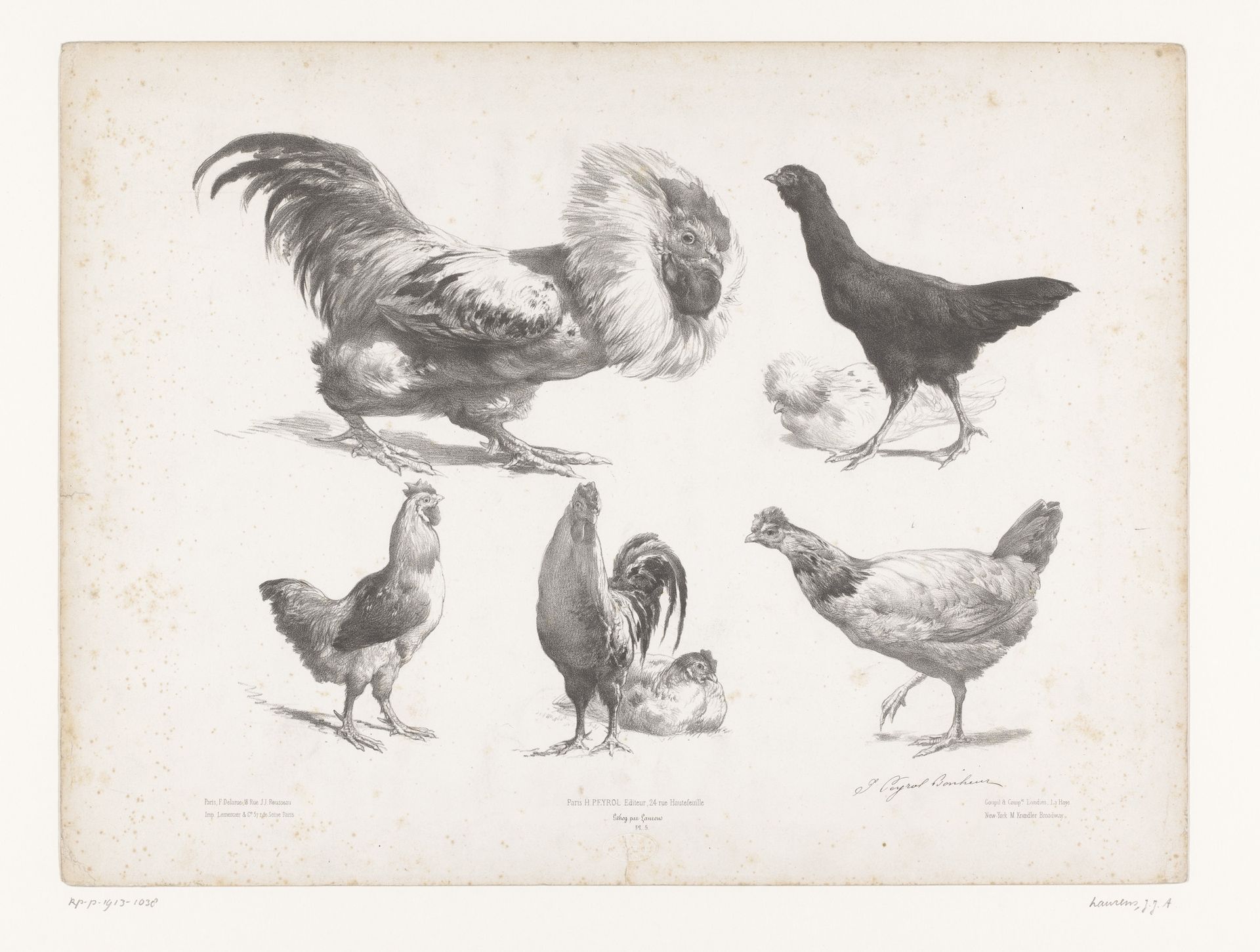 Studies van verschillende soorten kippen by Jules Laurens
