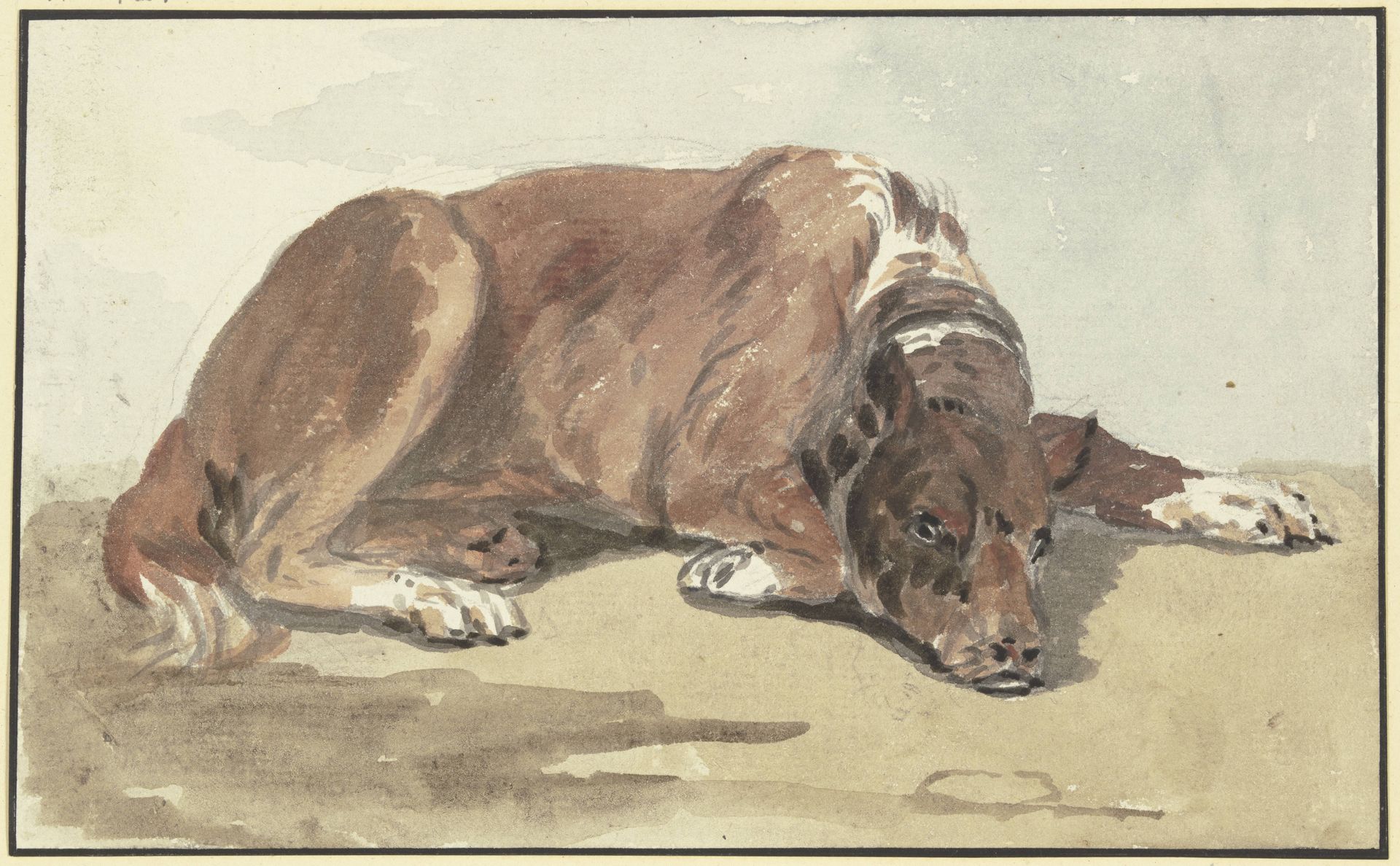 Liegende Dogge, den Kopf auf den Boden gelegt by Conrad Gesner