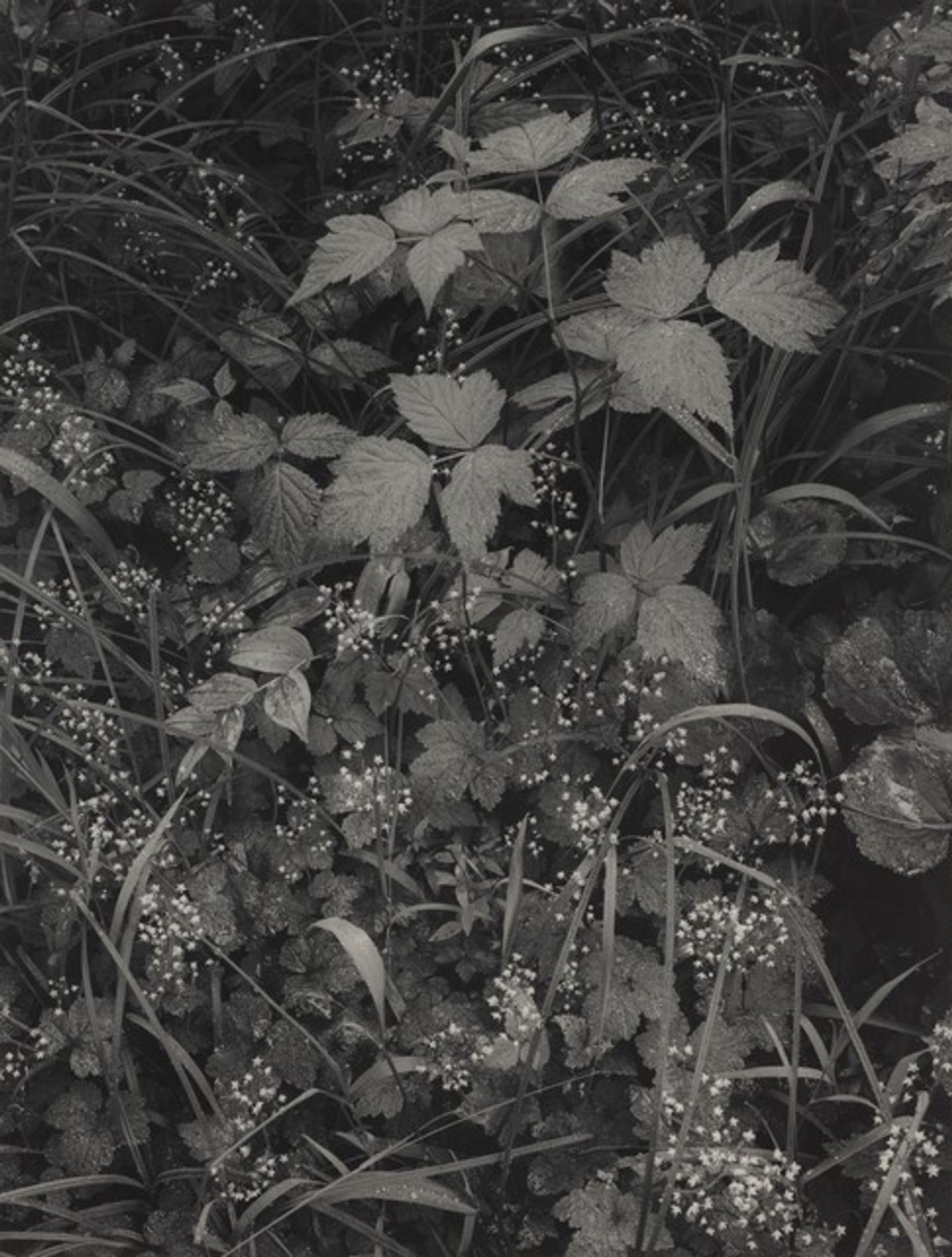 Trailside, near Juneau, Alaska by Ansel Adams