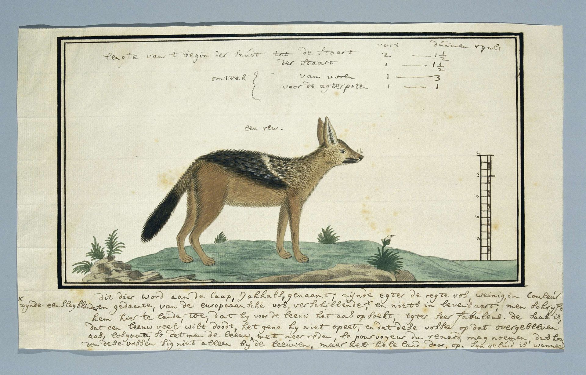 Canis mesomelas (Black-backed jackal; male) by Robert Jacob Gordon