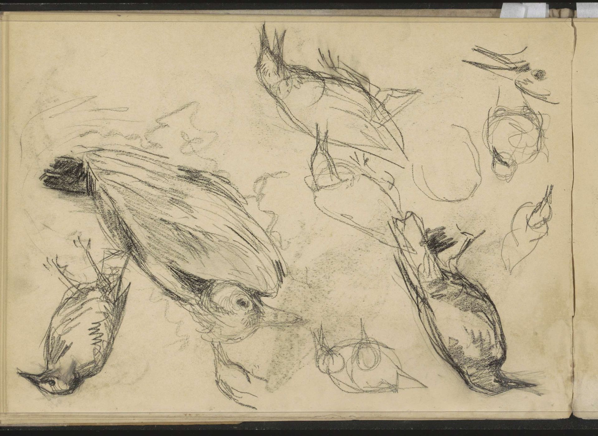 Vogels by Willem Bastiaan Tholen