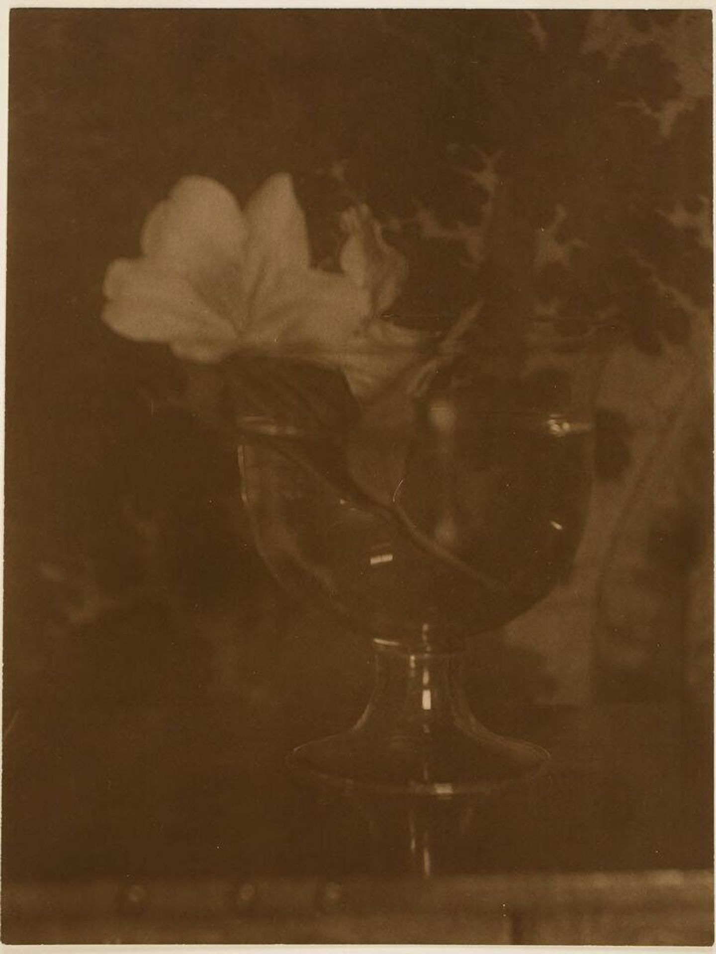 Untitled (hibiscus floating in a glass) by Sarah Choate Sears