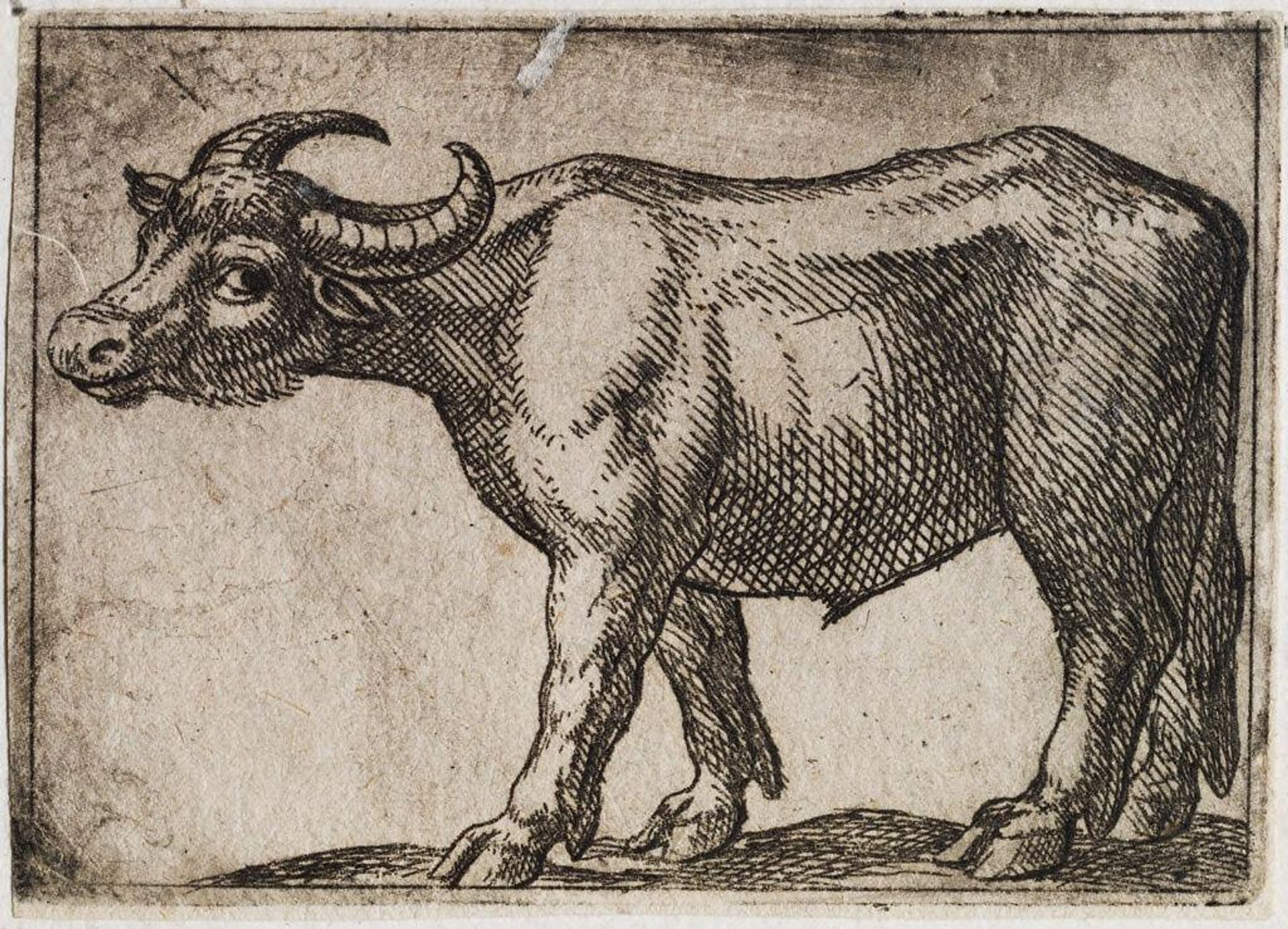Standing Bull Facing Left by Antonio Tempesta