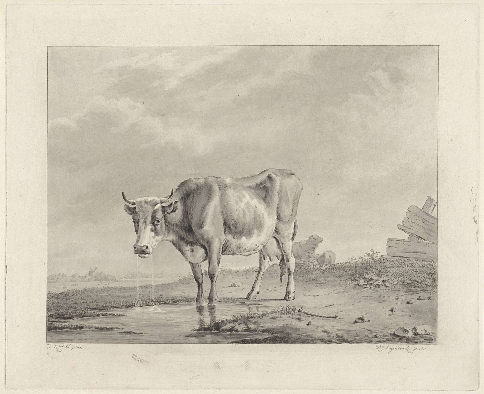 Drinkende koe aan het water by Diederik Jan Singendonck
