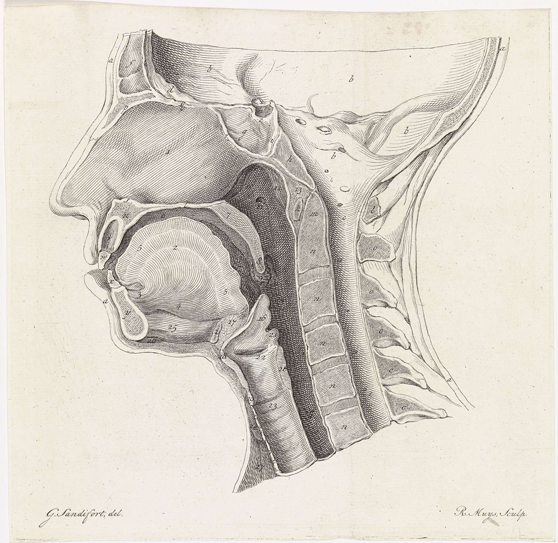 Anatomie van het hoofd by Robbert Muys