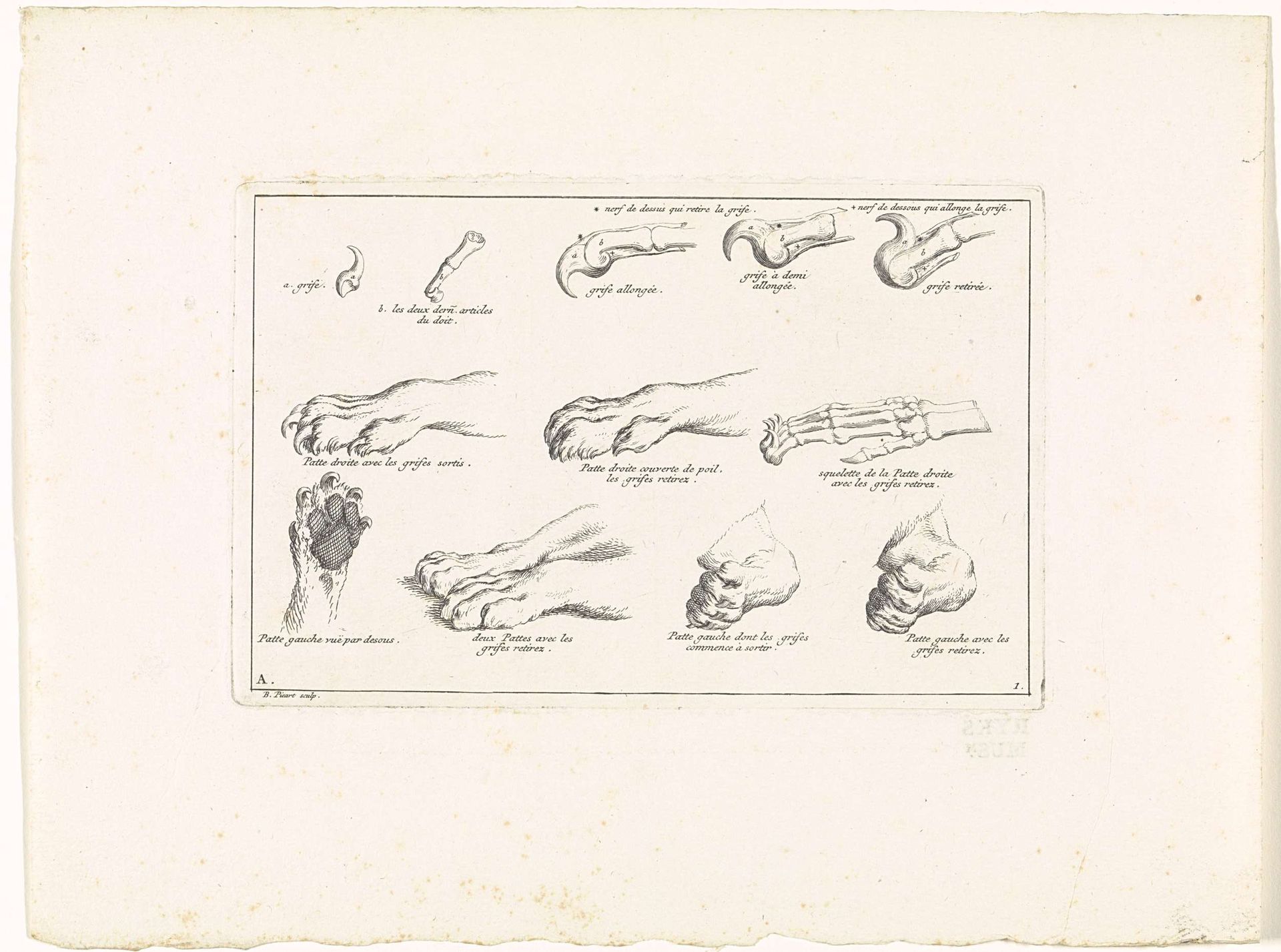 Anatomie van leeuwenpoot by Bernard Picart