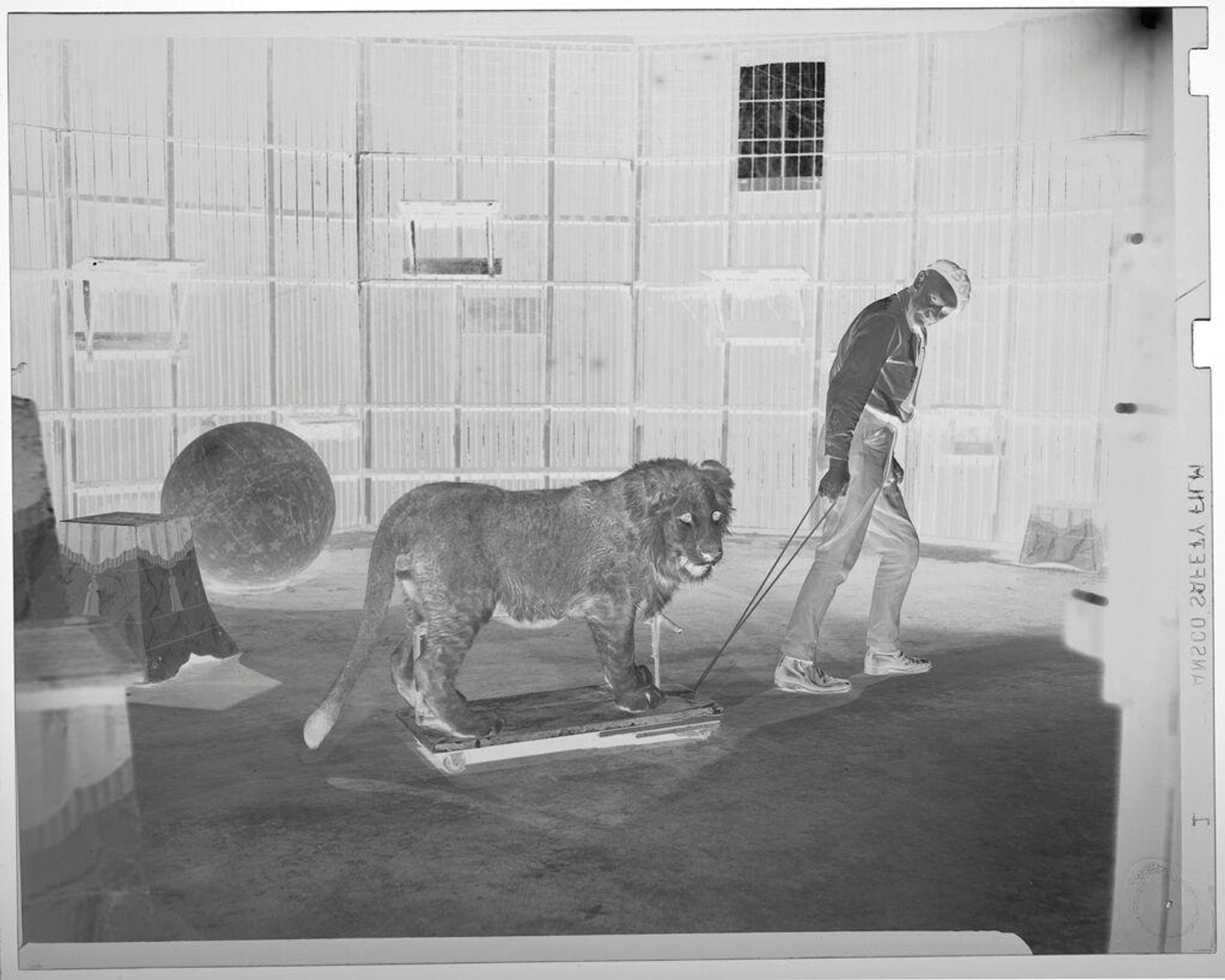 Untitled (trainer pulling lion on sled in large cage) by Jack Gould