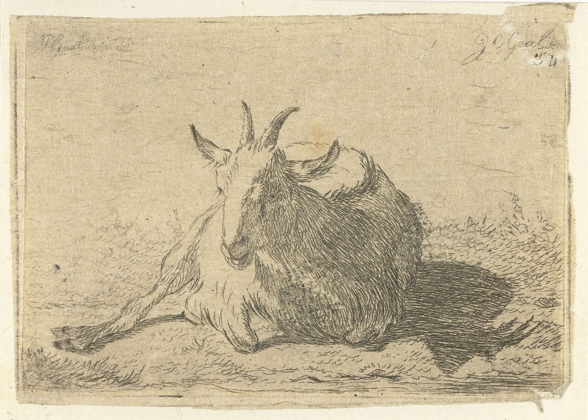 Liggende geit, naar links by Jacobus Cornelis Gaal