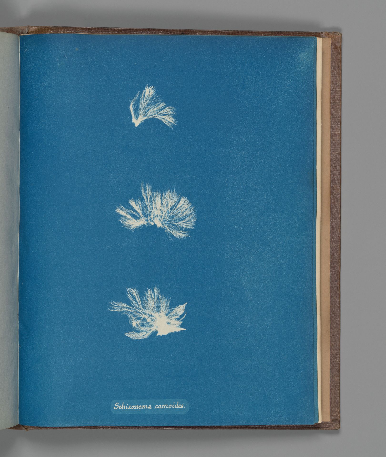 Schizonema comoides by Anna Atkins