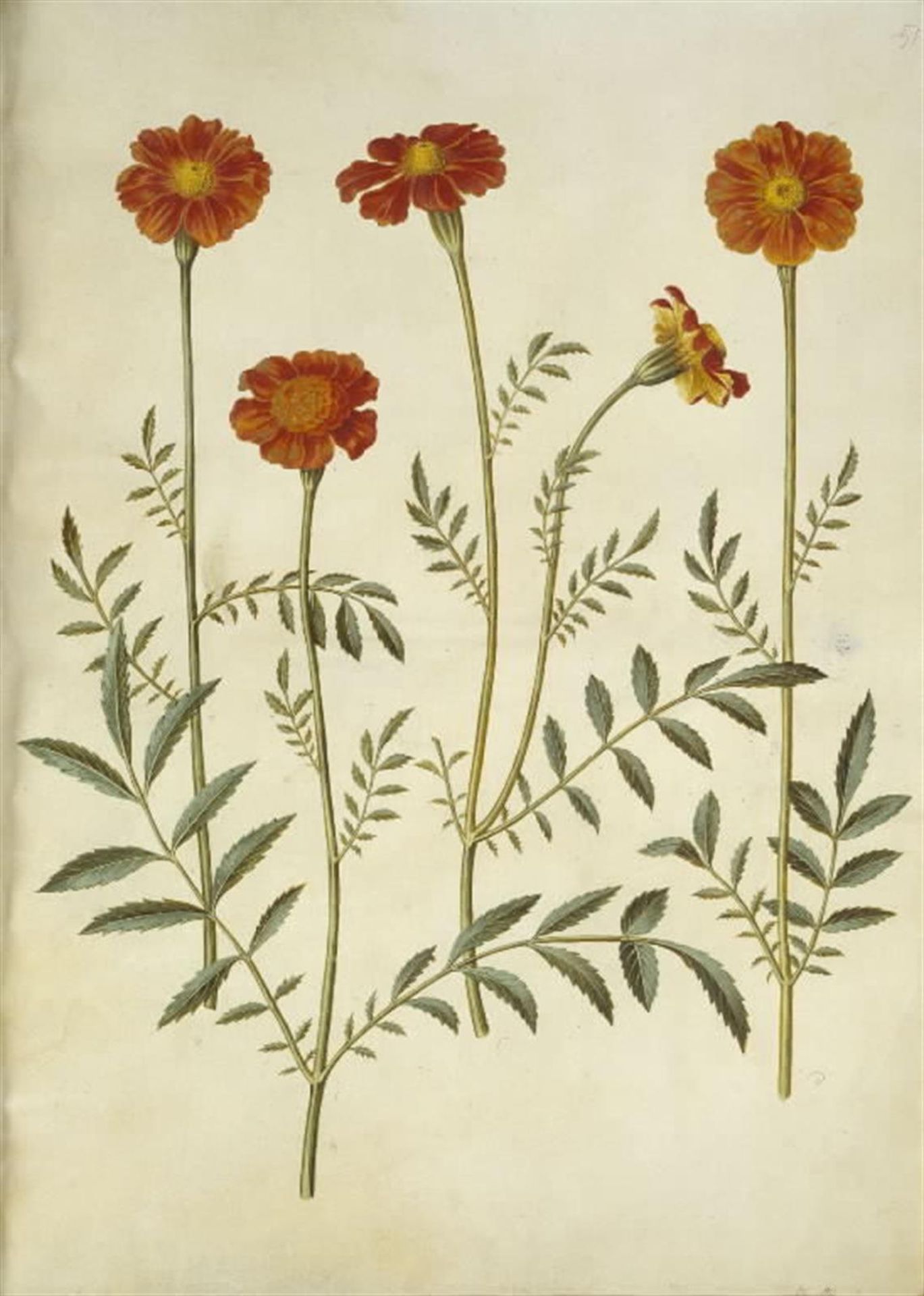 Tagetes patula (udspærret fløjlsblomst) by Hans Simon Holtzbecker
