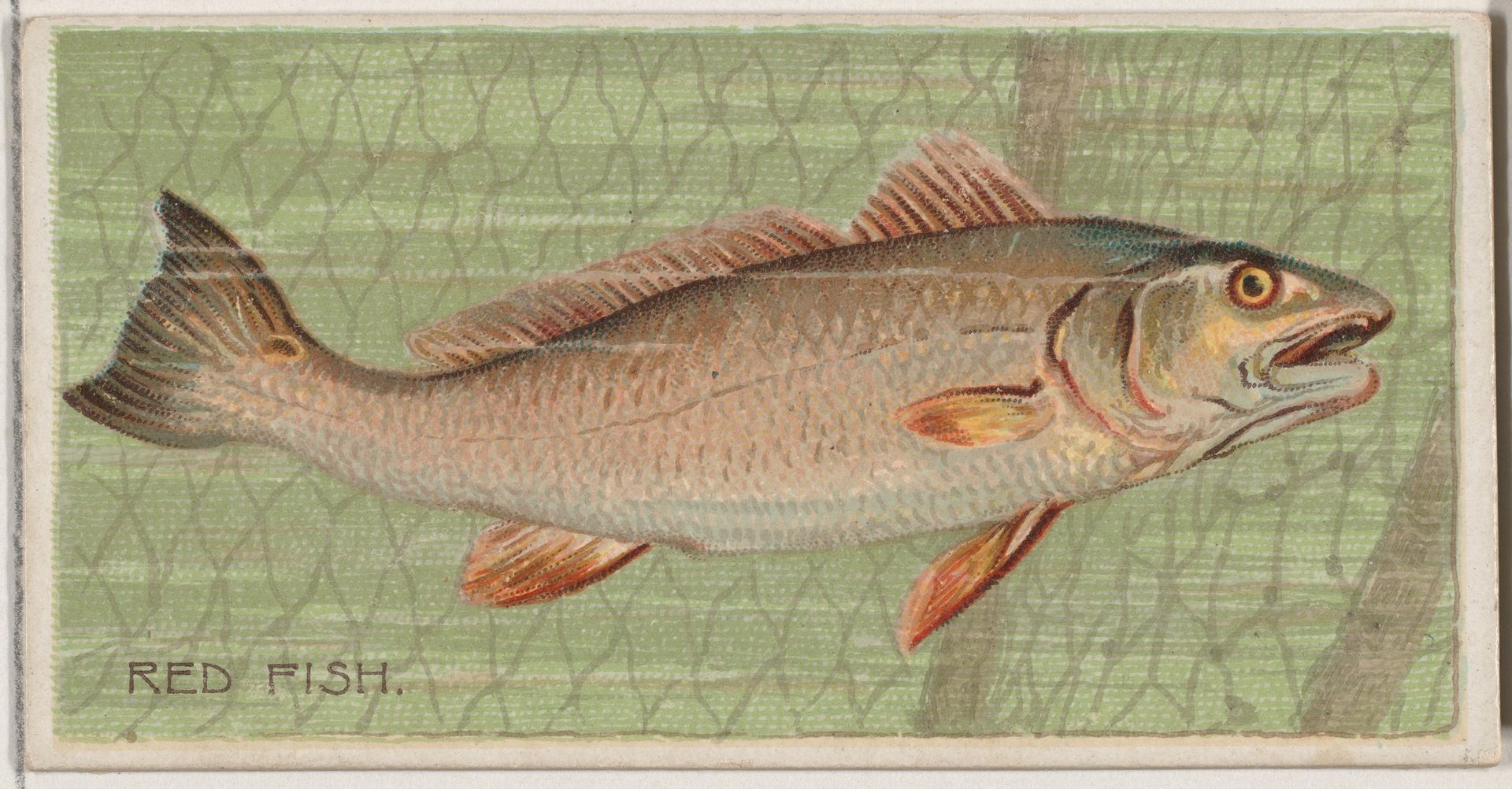 Red Fish, from the series Fishers and Fish (N74) for Duke brand cigarettes by Knapp & Company