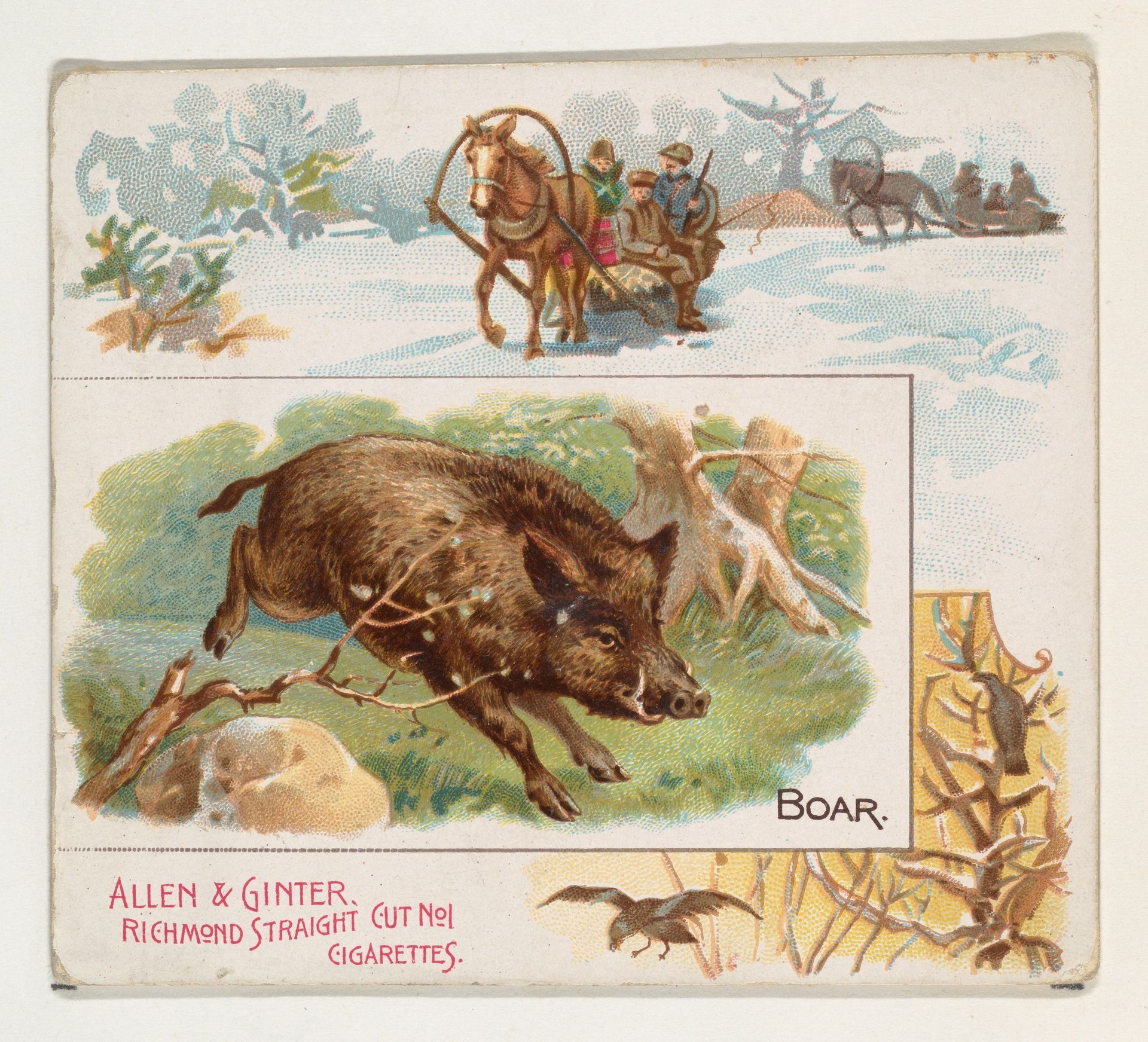 Boar, from Quadrupeds series (N41) for Allen & Ginter Cigarettes by Allen & Ginter