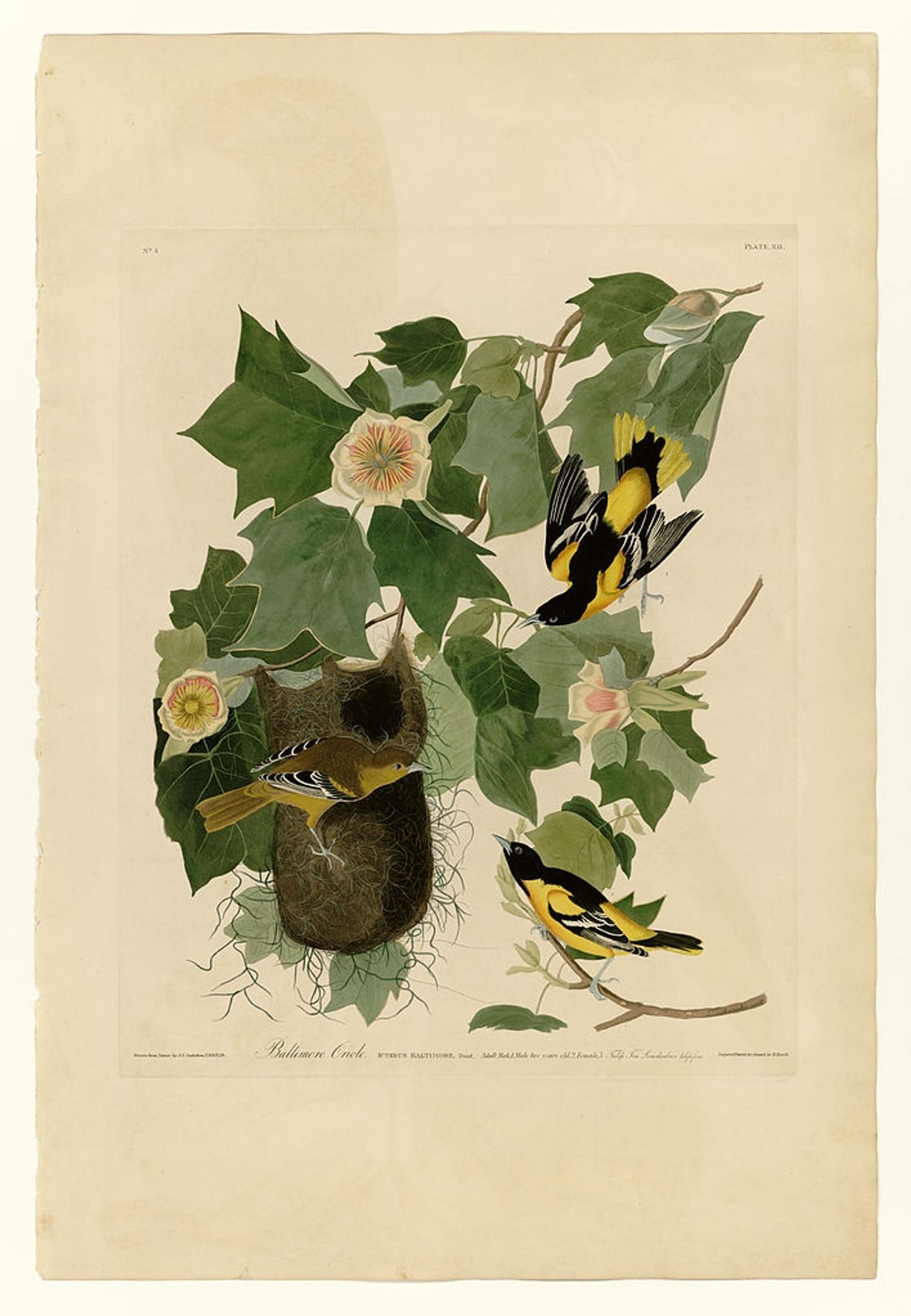 Plate 12. Baltimore Oriole by John James Audubon