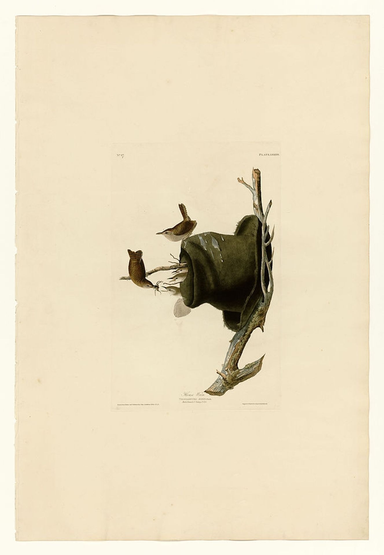Plate 83 House Wren by John James Audubon