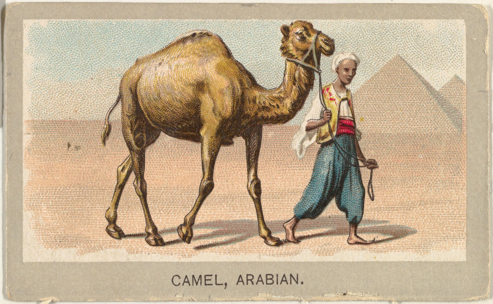 Arabian Camel, from the Animals of the World series (T180), issued by Abdul Cigarettes by Abdul Cigarettes