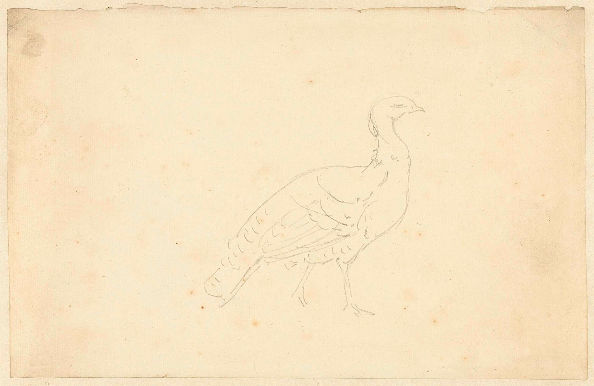 Studie van een pauw by Aert Schouman