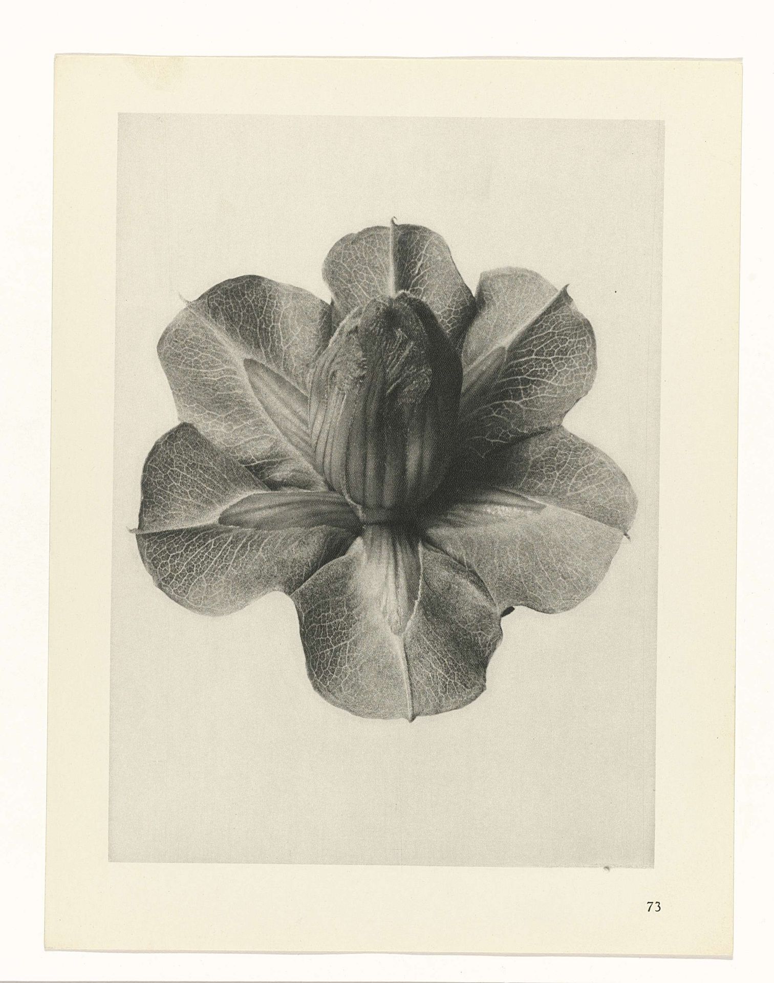 ['Plant Studies', 'Urformen der Kunst: photographische Pflanzenbilder'] by Karl Blossfeldt