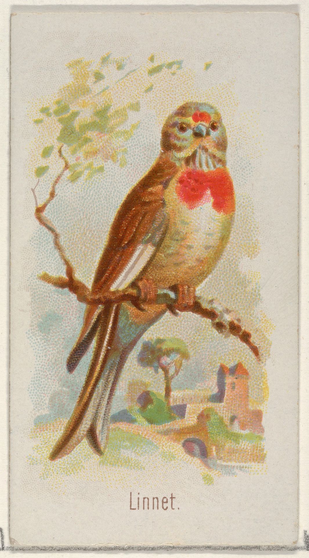 Linnet, from the Song Birds of the World series (N23) for Allen & Ginter Cigarettes by Allen & Ginter