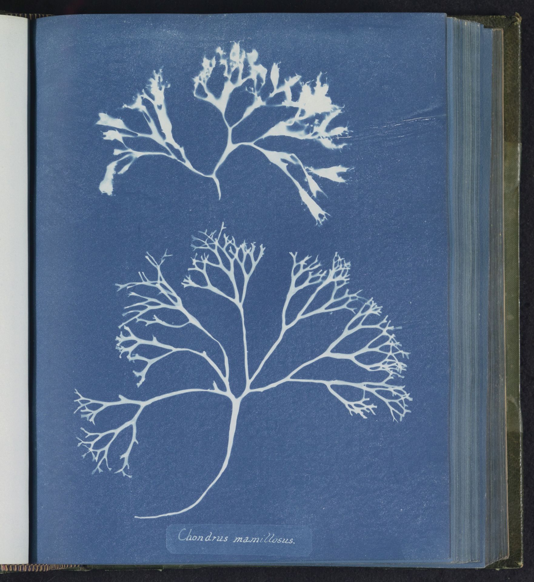Chondrus mamillosus by Anna Atkins