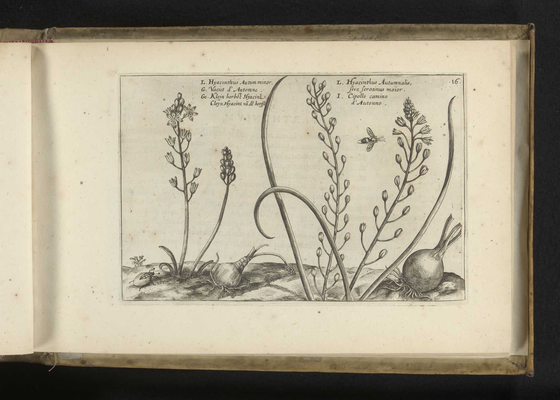 Twee variëteiten van Scilla autumnalis by Crispijn van de (II) Passe