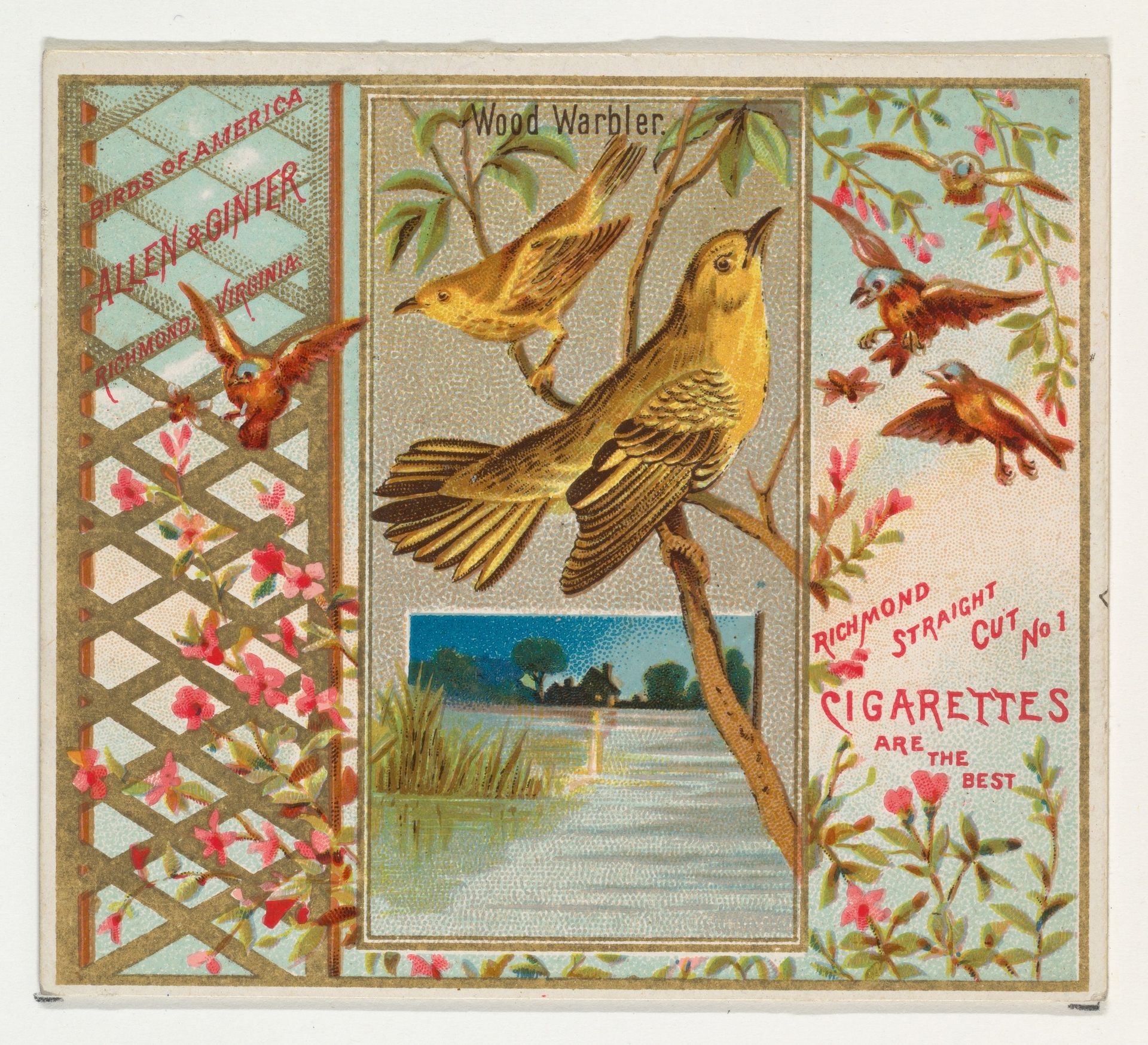 Wood Warbler, from the Birds of America series (N37) for Allen & Ginter Cigarettes by Allen & Ginter