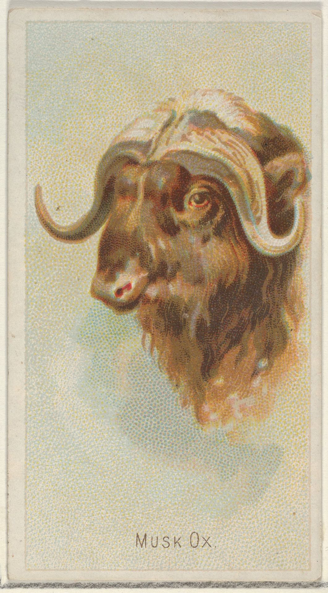 Musk Ox, from the Wild Animals of the World series (N25) for Allen & Ginter Cigarettes by Allen & Ginter