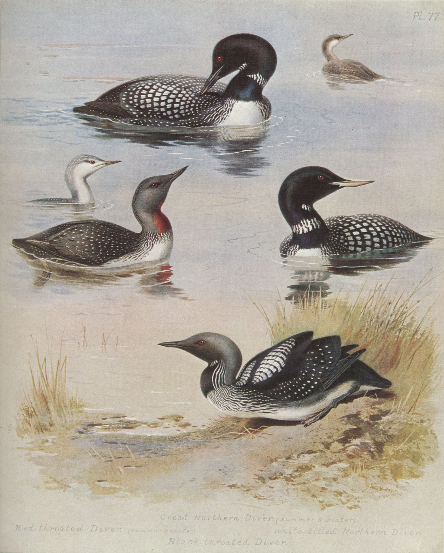 Great Northern Diver by Archibald Thorburn