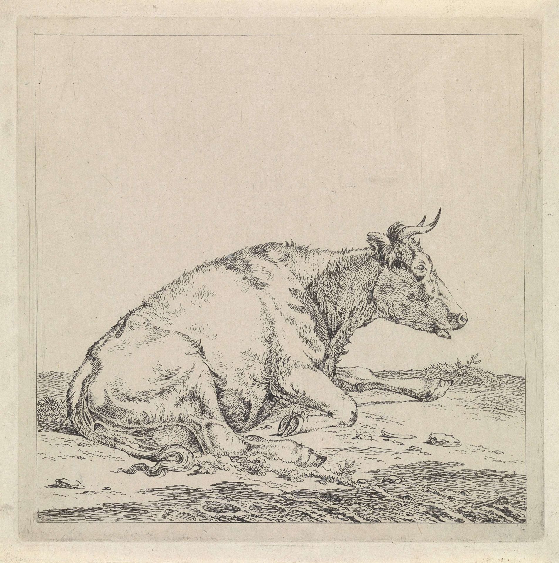 Liggende koe, naar rechts by Pieter Janson