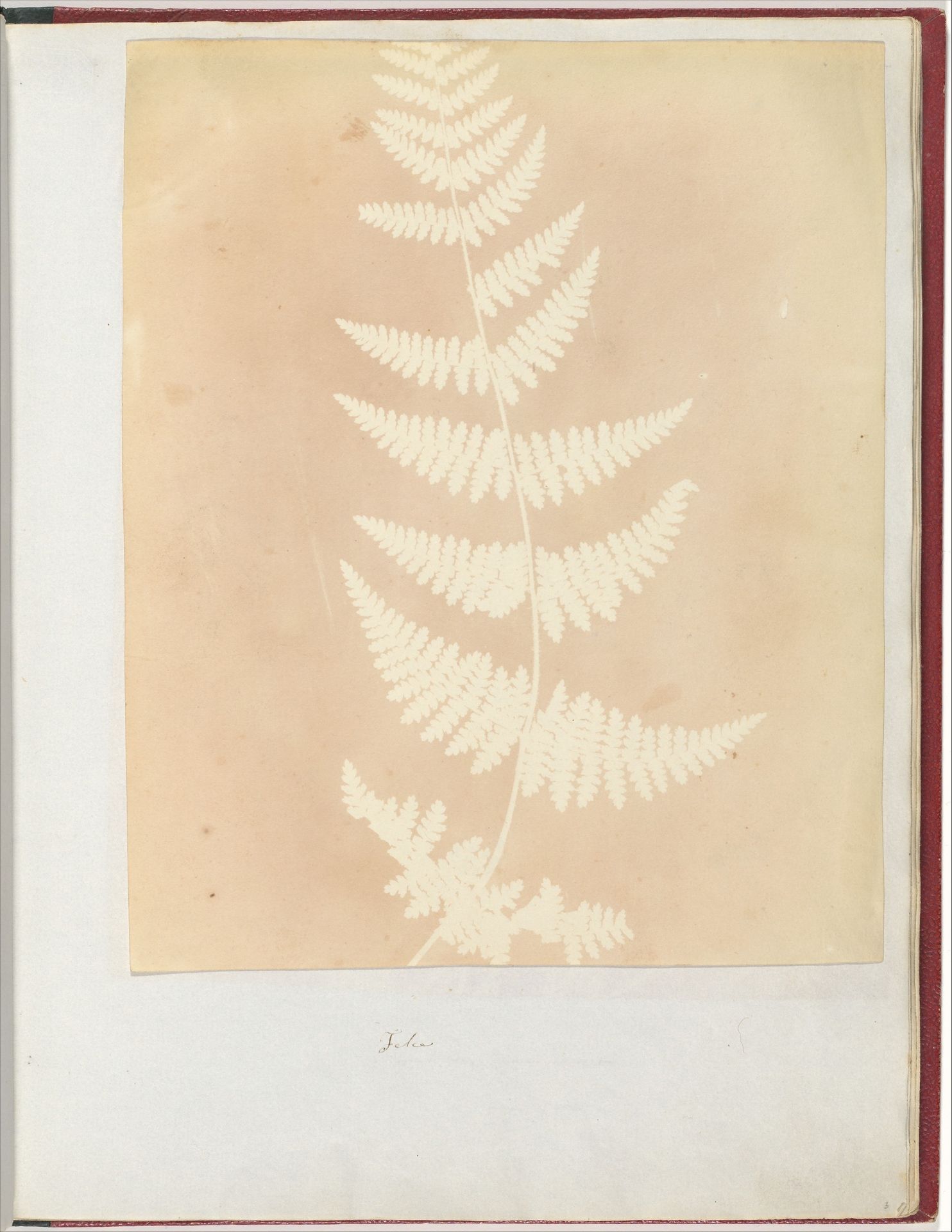Felce by William Henry Fox Talbot