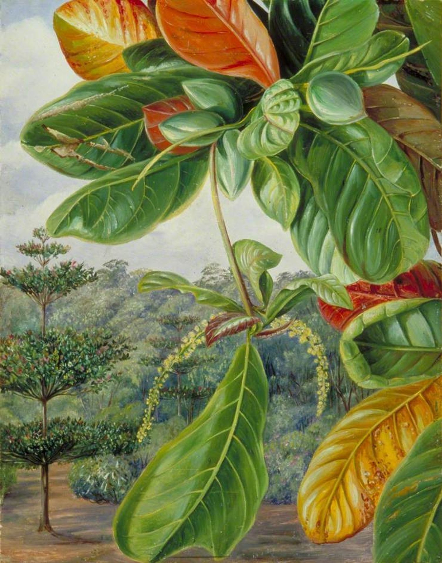 Indian Almond by Marianne North