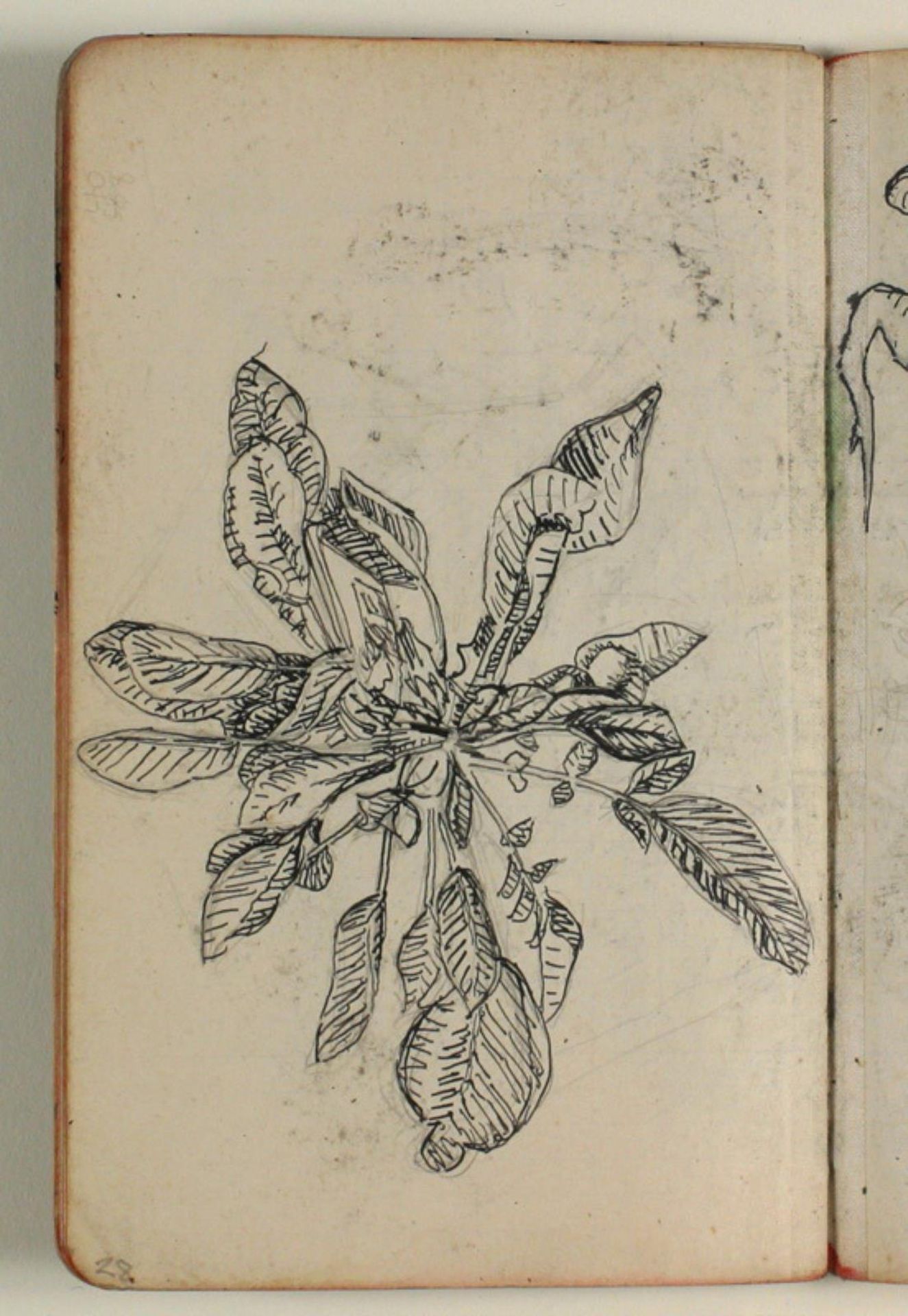 Plantestudie by Niels Larsen Stevns