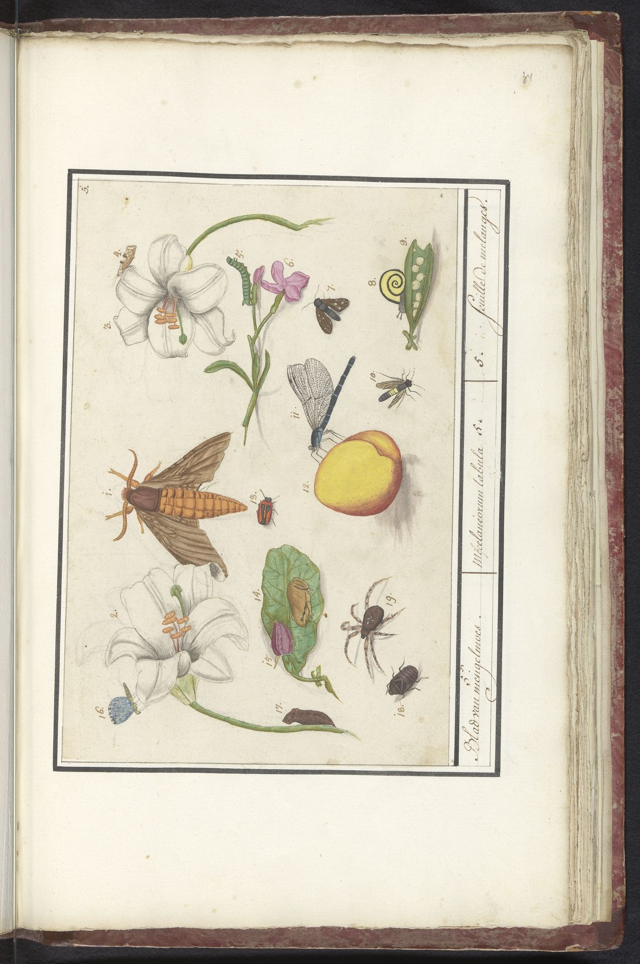 Natuurhistorische ensemble (nr. 5) by Elias Verhulst