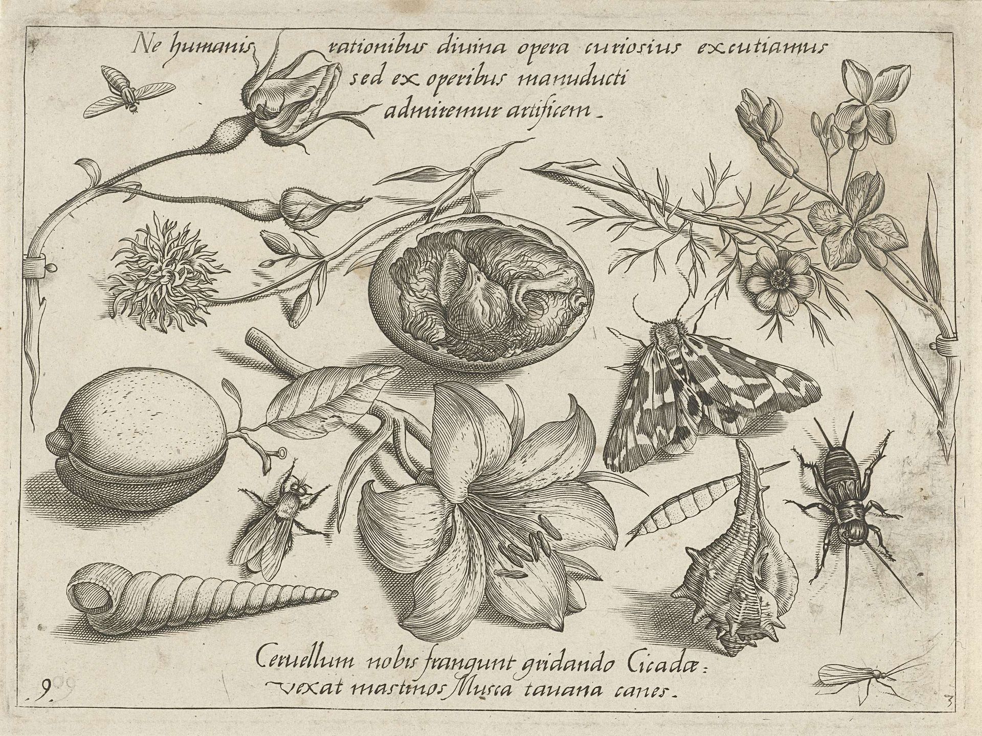 Insecten, planten en schelpen rond een kuiken in een ei by Jacob Hoefnagel