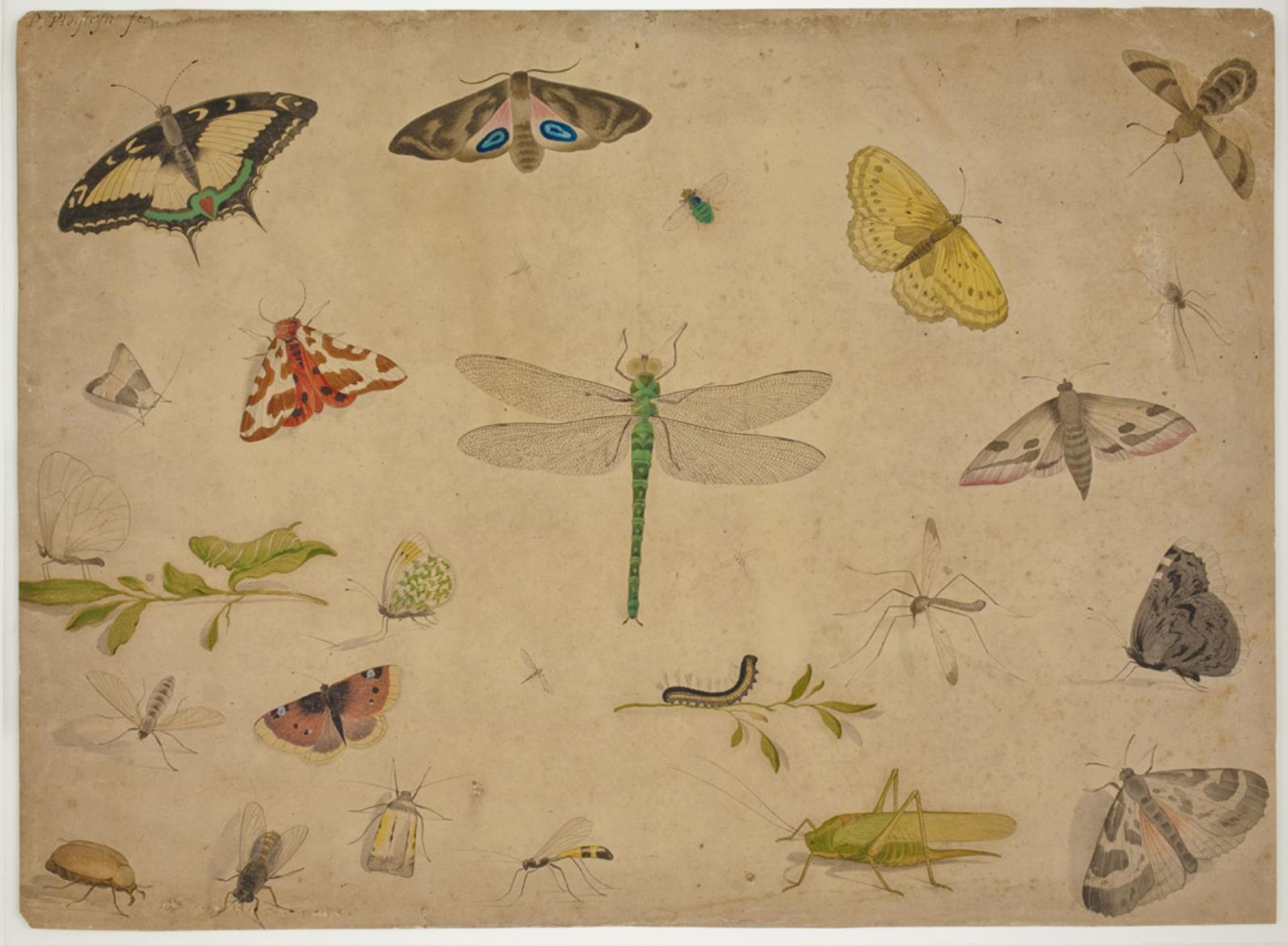 26 insekter by Pieter Holsteijn