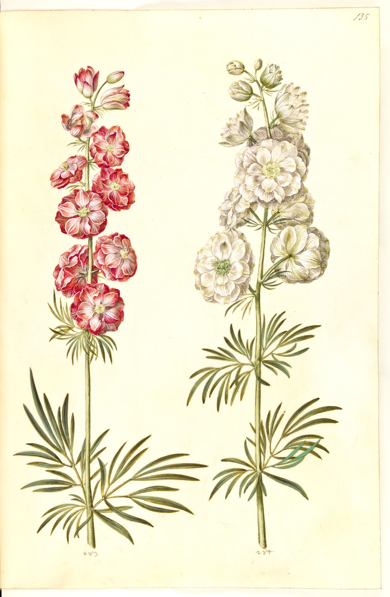 Consolida ajacis (have-ridderspore) by Hans Simon Holtzbecker